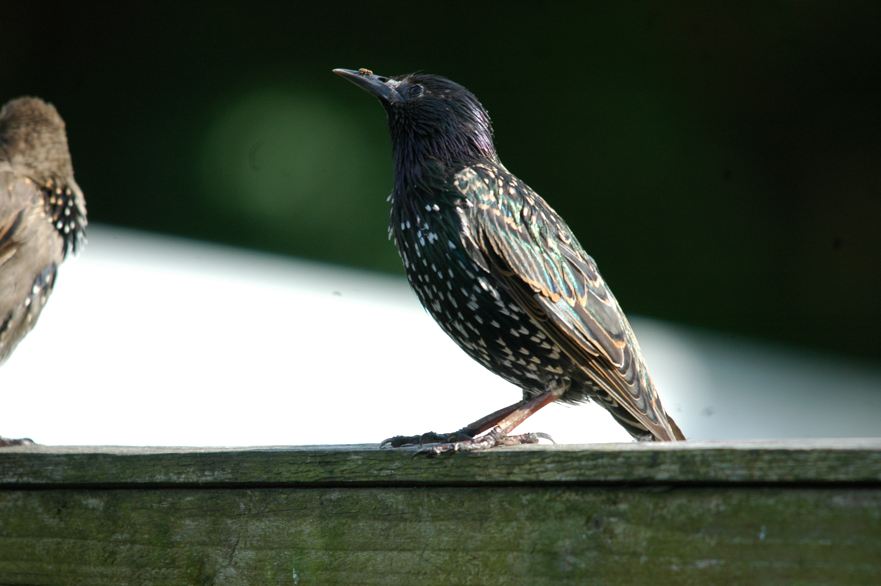 photos/wildlife/Bird_Species/186-Starling-Mynas/8533-Common_Starling/20090720-Burscough-03.jpg