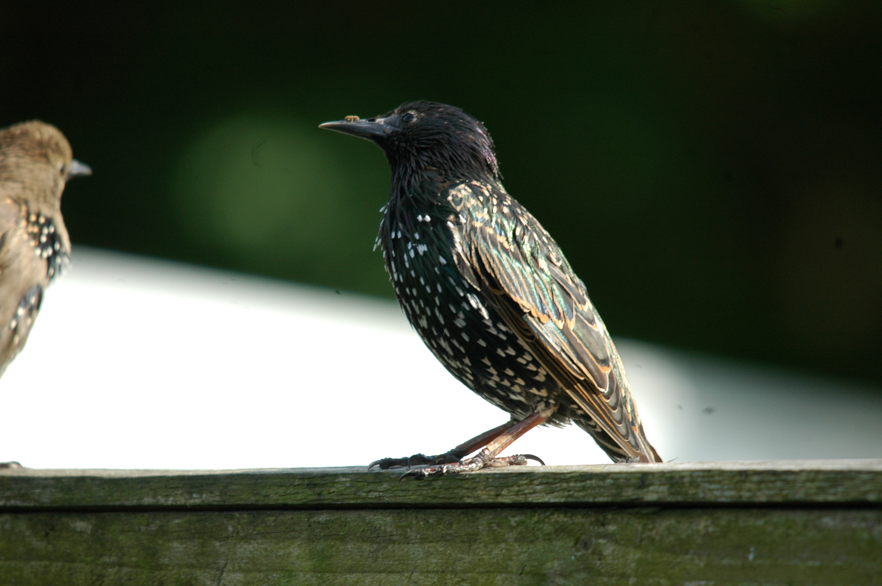 photos/wildlife/Bird_Species/186-Starling-Mynas/8533-Common_Starling/20090720-Burscough-04.jpg