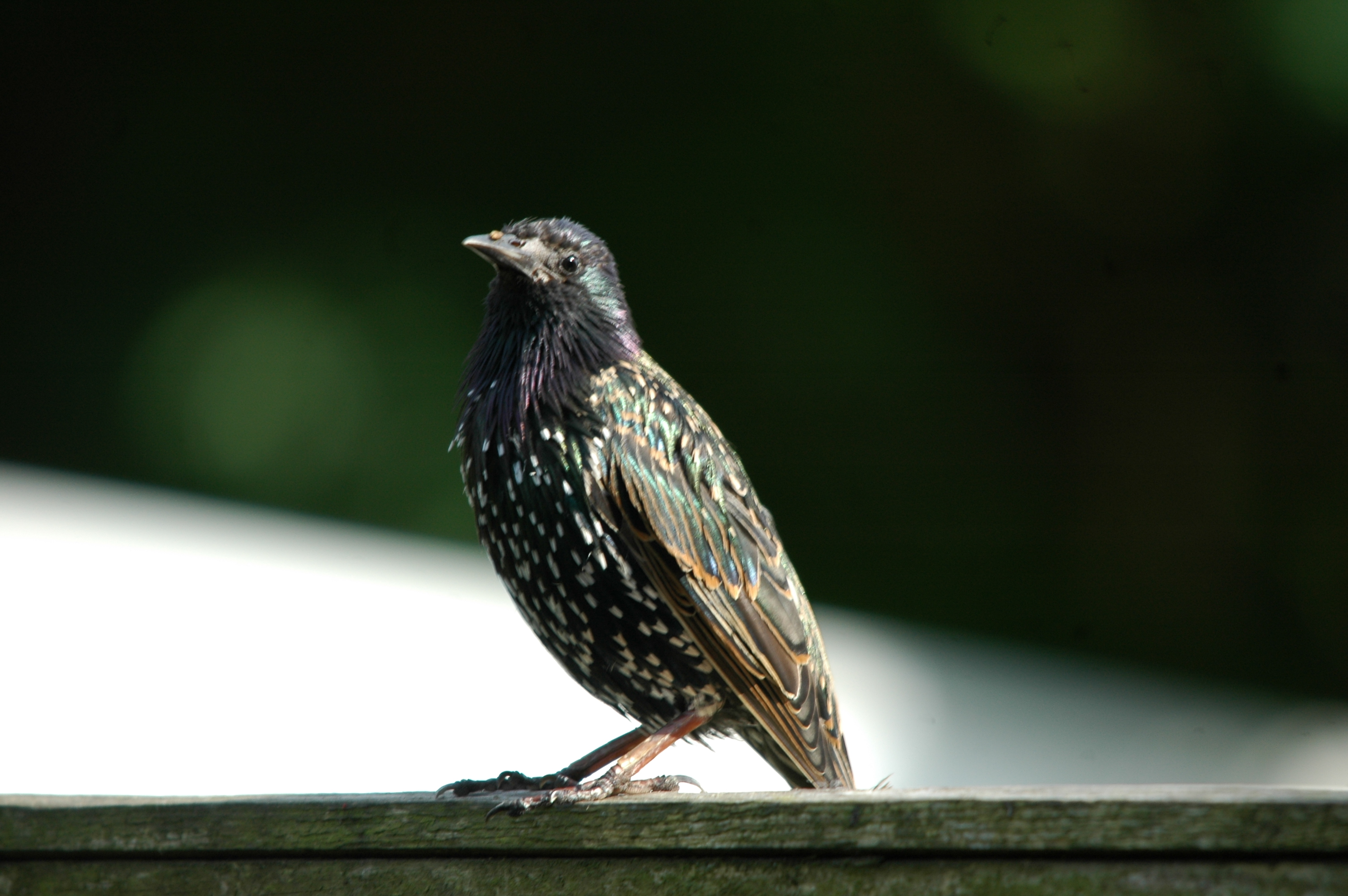 photos/wildlife/Bird_Species/186-Starling-Mynas/8533-Common_Starling/20090720-Burscough-05.jpg