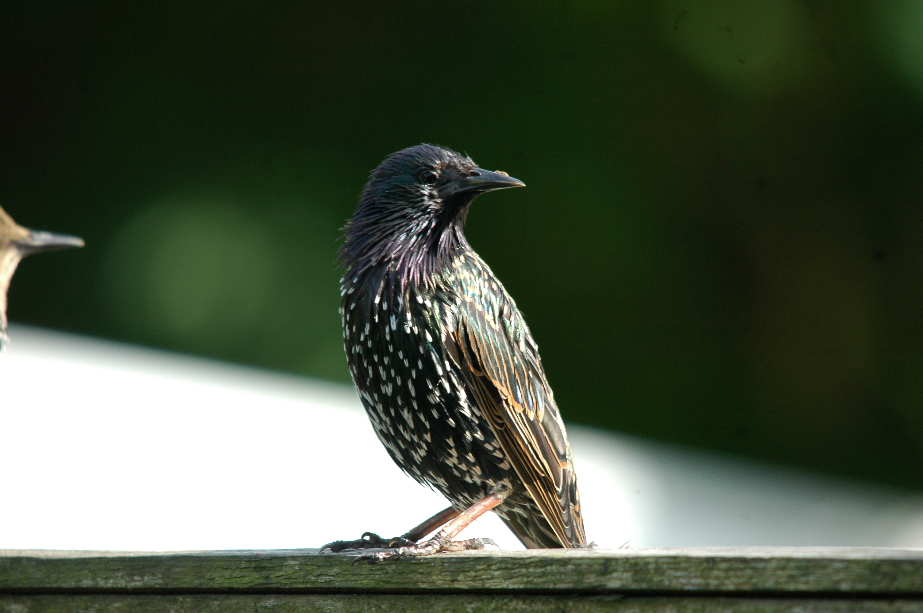 photos/wildlife/Bird_Species/186-Starling-Mynas/8533-Common_Starling/20090720-Burscough-07.jpg