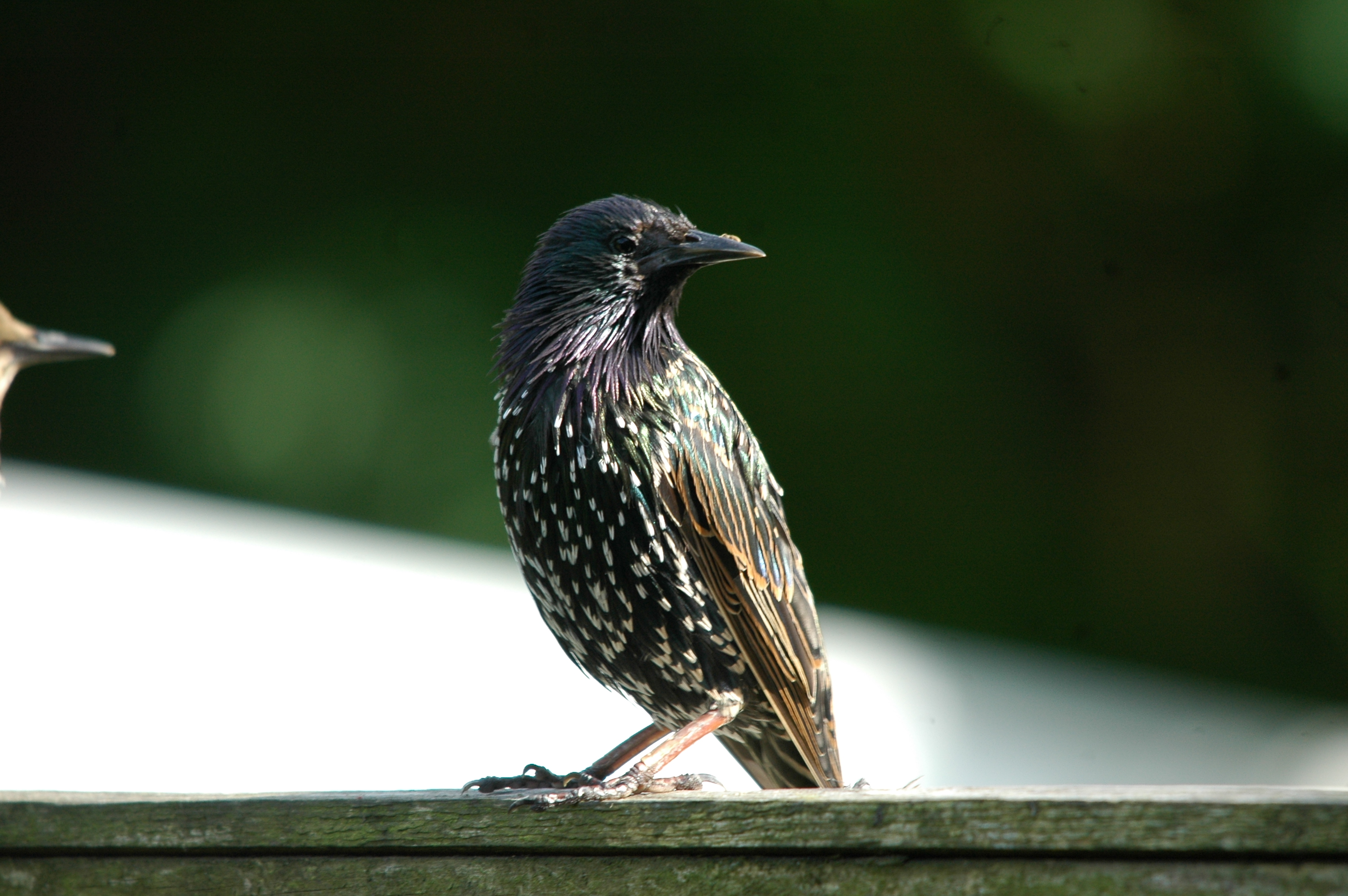 photos/wildlife/Bird_Species/186-Starling-Mynas/8533-Common_Starling/20090720-Burscough-08.jpg