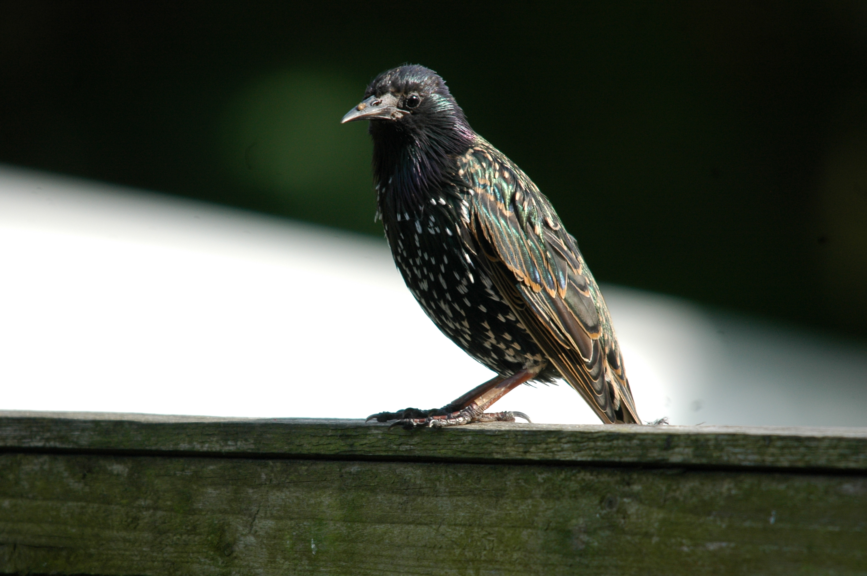 photos/wildlife/Bird_Species/186-Starling-Mynas/8533-Common_Starling/20090720-Burscough-09.jpg