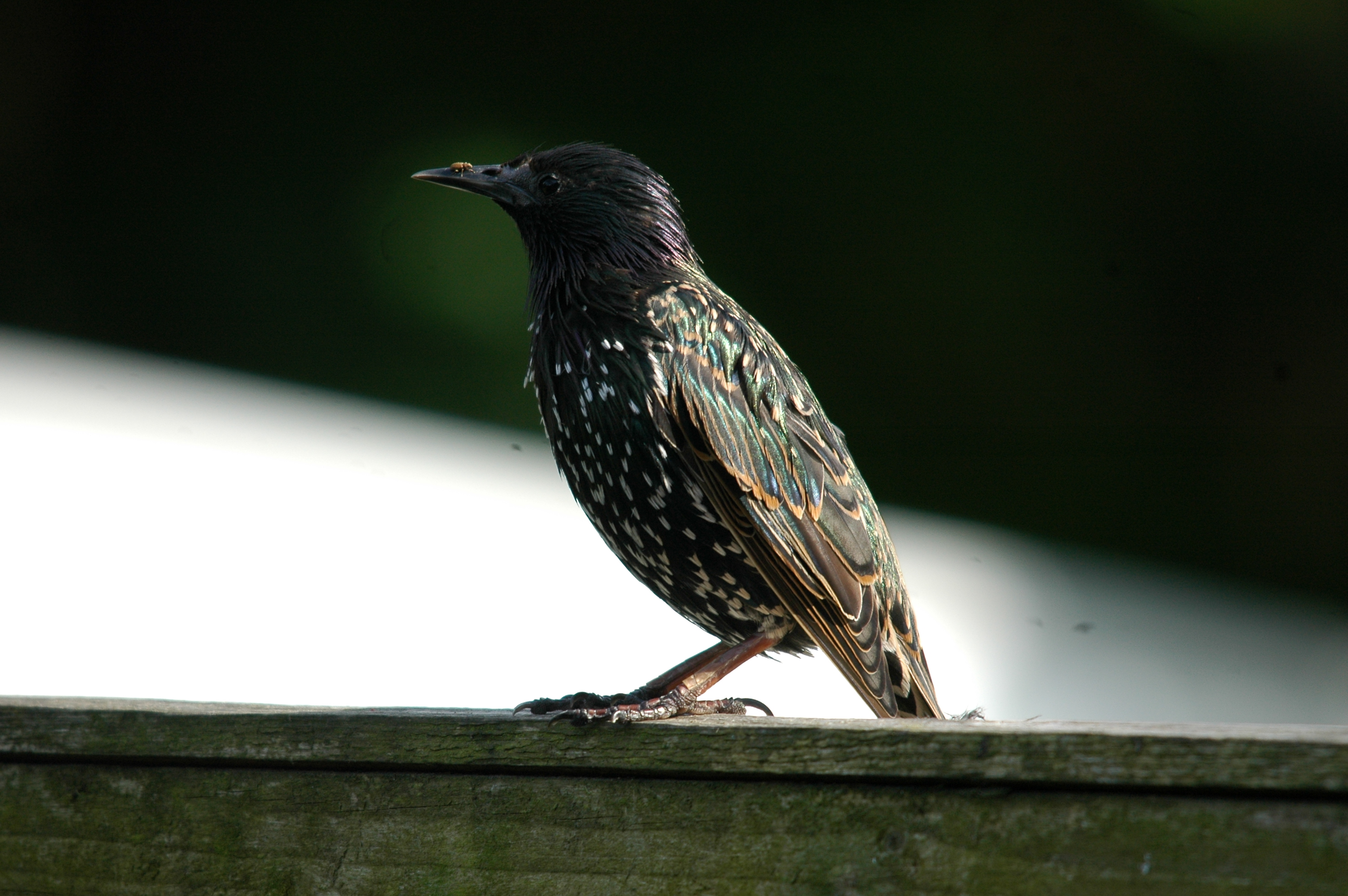 photos/wildlife/Bird_Species/186-Starling-Mynas/8533-Common_Starling/20090720-Burscough-10.jpg