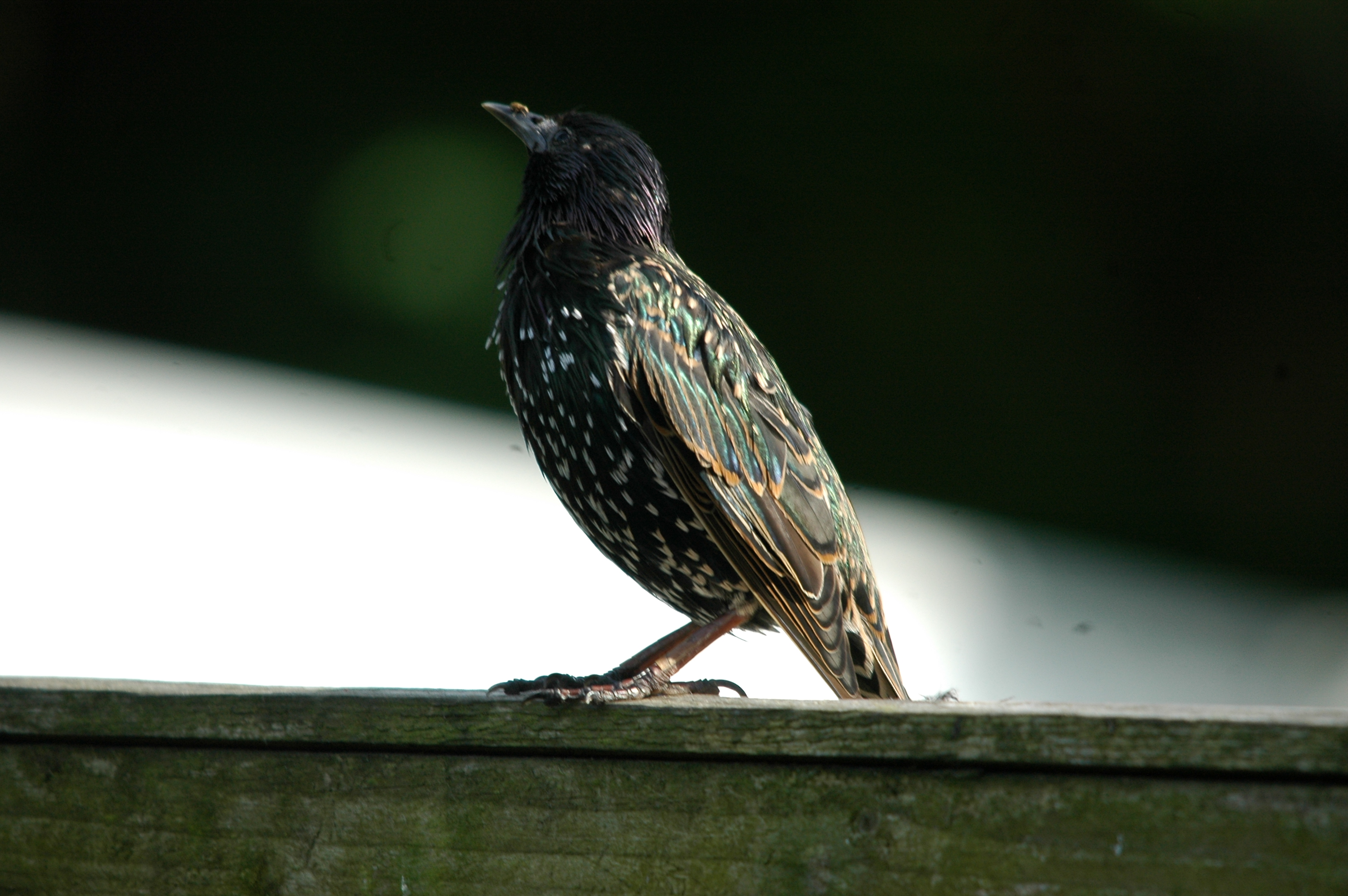 photos/wildlife/Bird_Species/186-Starling-Mynas/8533-Common_Starling/20090720-Burscough-11.jpg