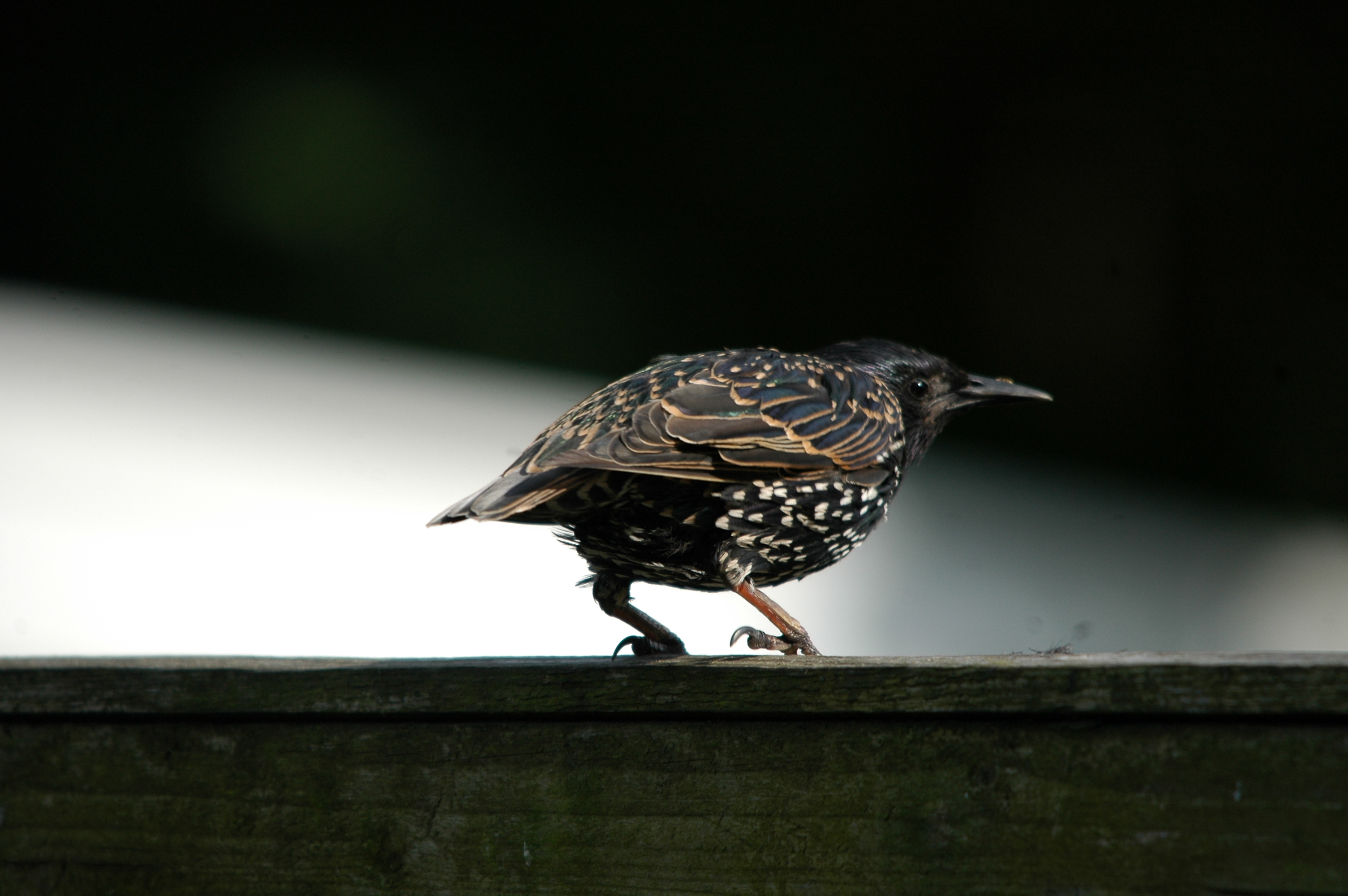 photos/wildlife/Bird_Species/186-Starling-Mynas/8533-Common_Starling/20090720-Burscough-12.jpg