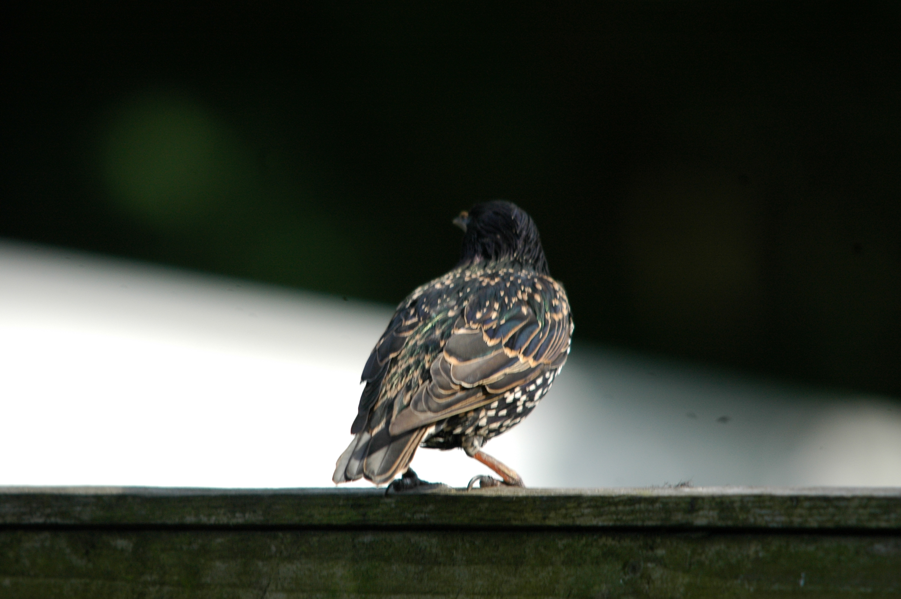 photos/wildlife/Bird_Species/186-Starling-Mynas/8533-Common_Starling/20090720-Burscough-13.jpg
