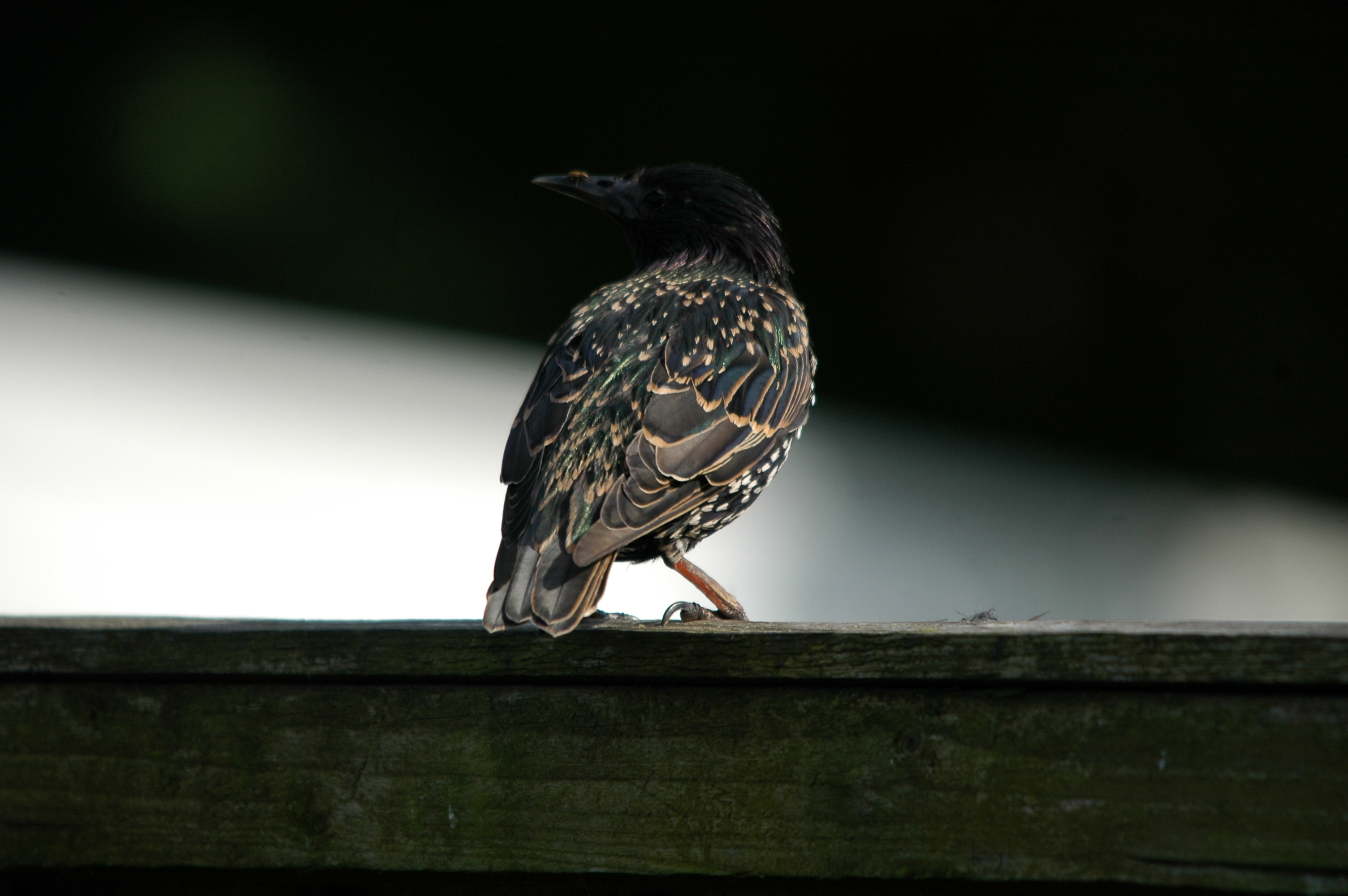 photos/wildlife/Bird_Species/186-Starling-Mynas/8533-Common_Starling/20090720-Burscough-14.jpg