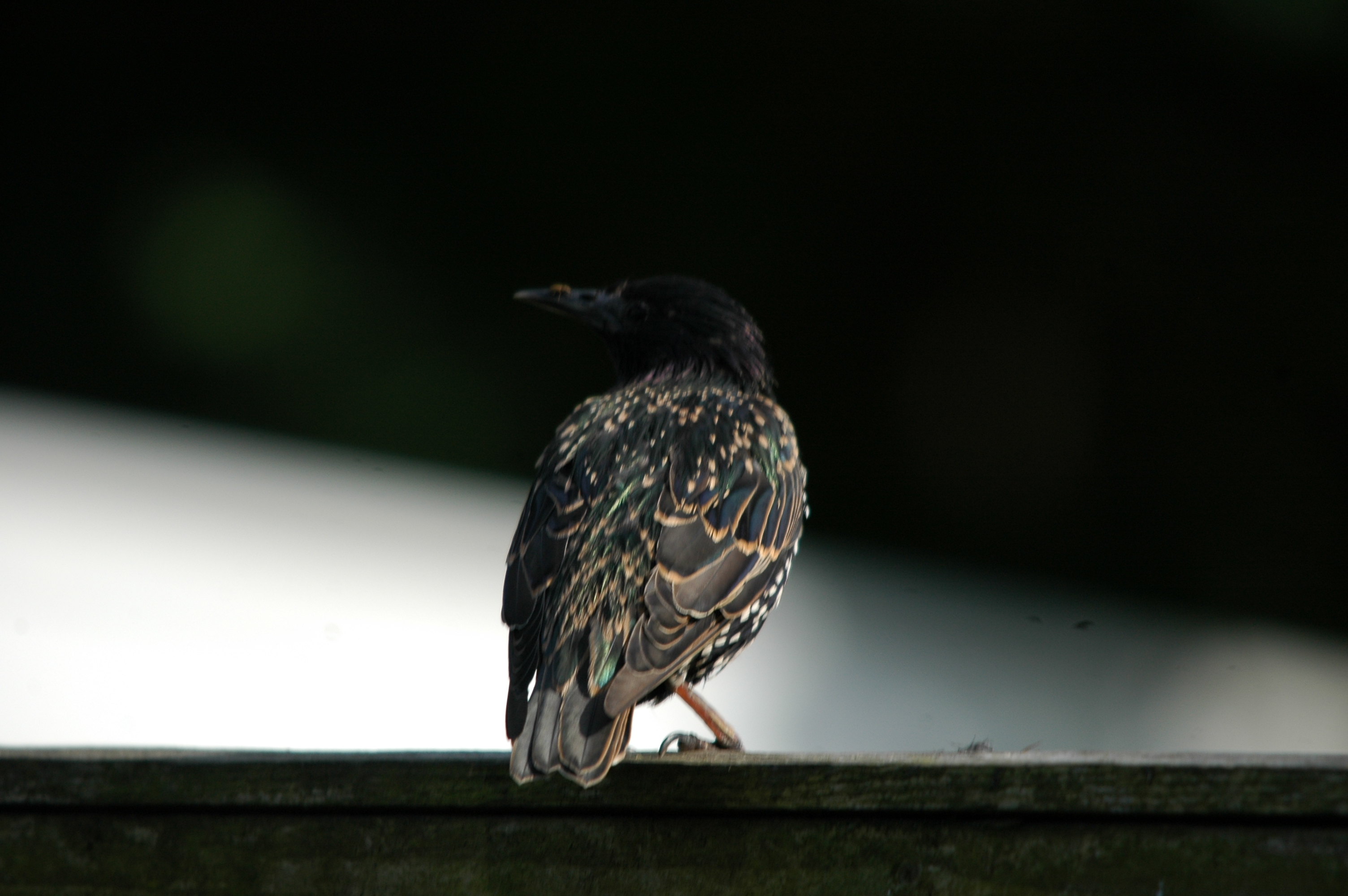 photos/wildlife/Bird_Species/186-Starling-Mynas/8533-Common_Starling/20090720-Burscough-15.jpg