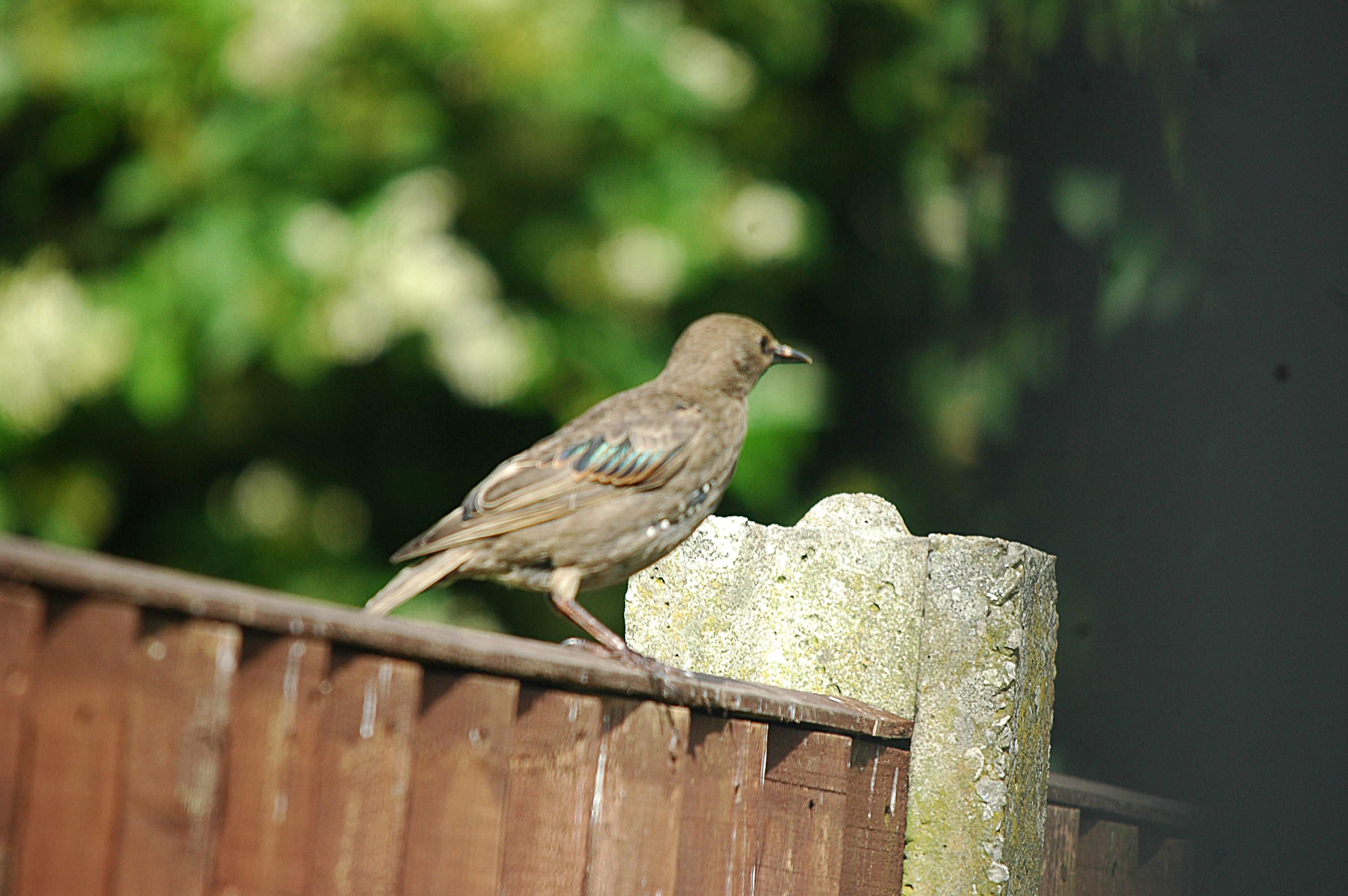 photos/wildlife/Bird_Species/186-Starling-Mynas/8533-Common_Starling/20090720-Burscough-16.jpg