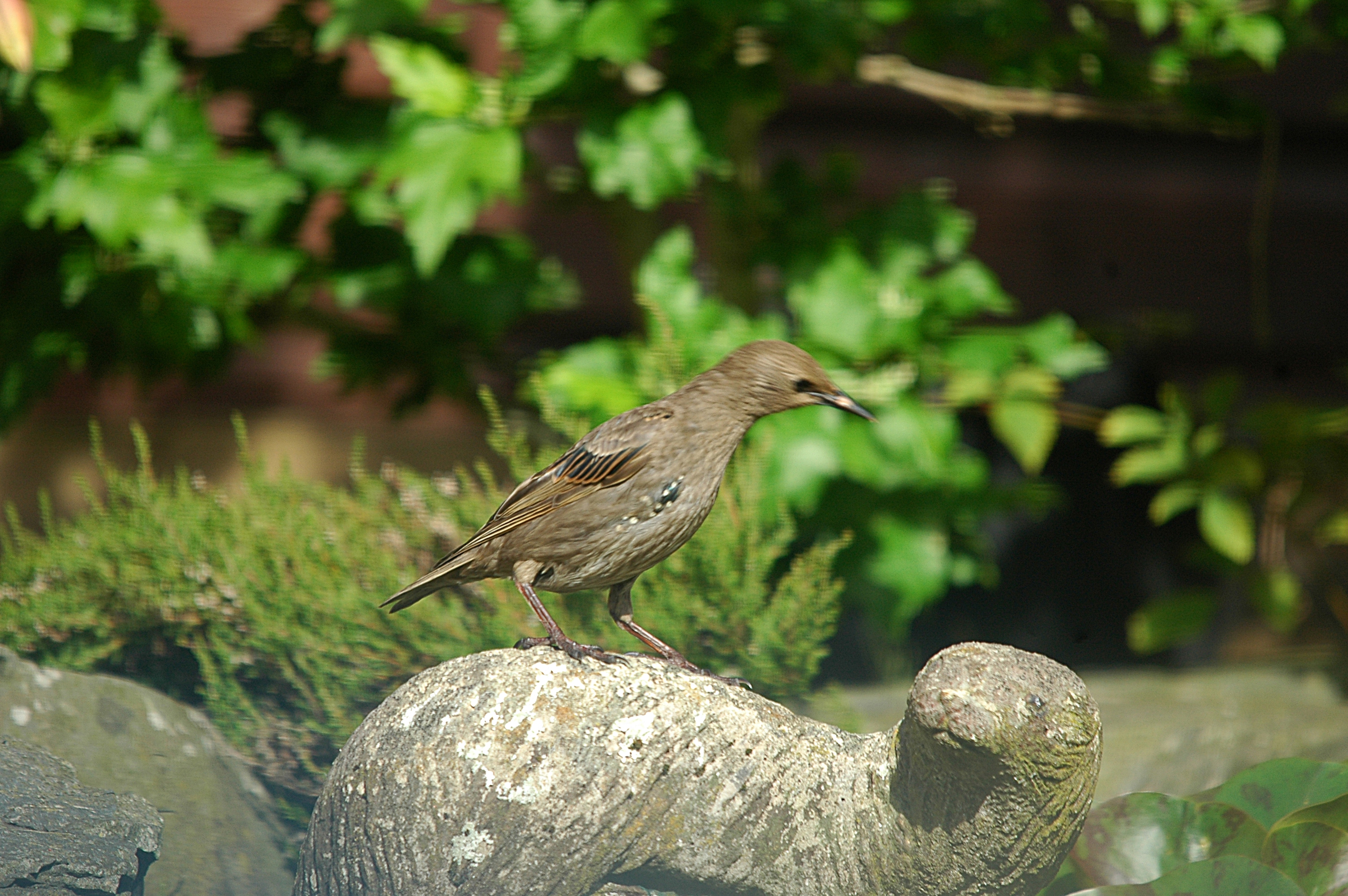 photos/wildlife/Bird_Species/186-Starling-Mynas/8533-Common_Starling/20090720-Burscough-17.jpg
