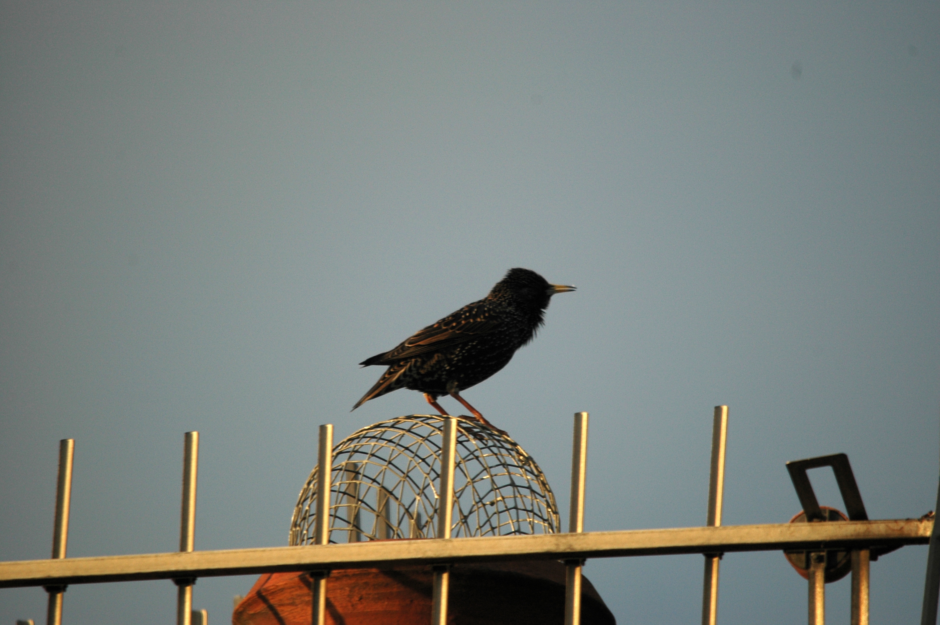 photos/wildlife/Bird_Species/186-Starling-Mynas/8533-Common_Starling/DSC_4878.JPG