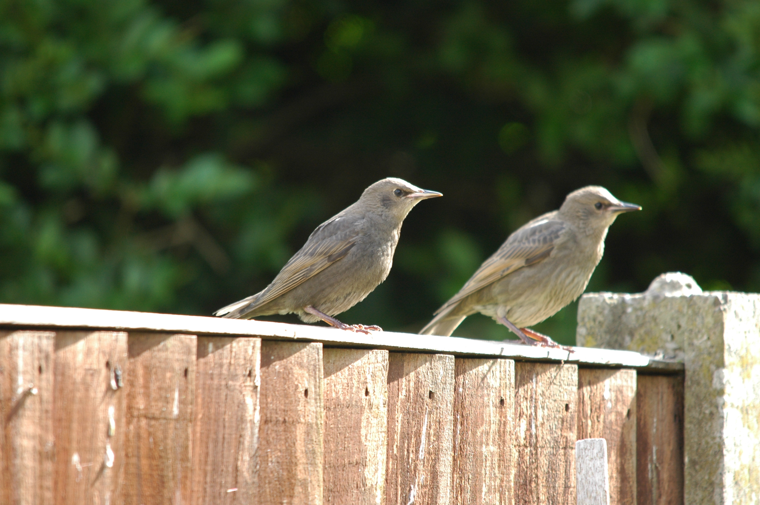photos/wildlife/Bird_Species/186-Starling-Mynas/8533-Common_Starling/DSC_5862.JPG