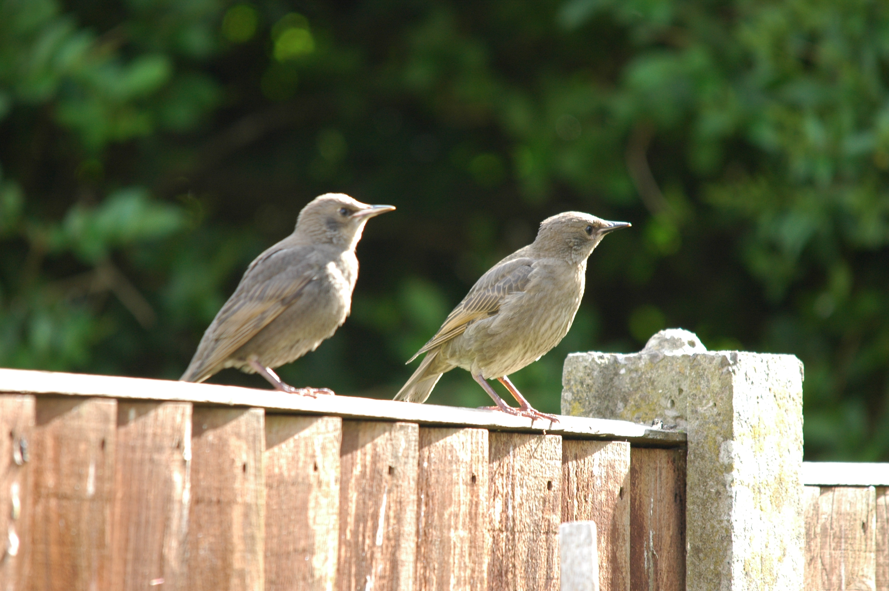 photos/wildlife/Bird_Species/186-Starling-Mynas/8533-Common_Starling/DSC_5864.JPG