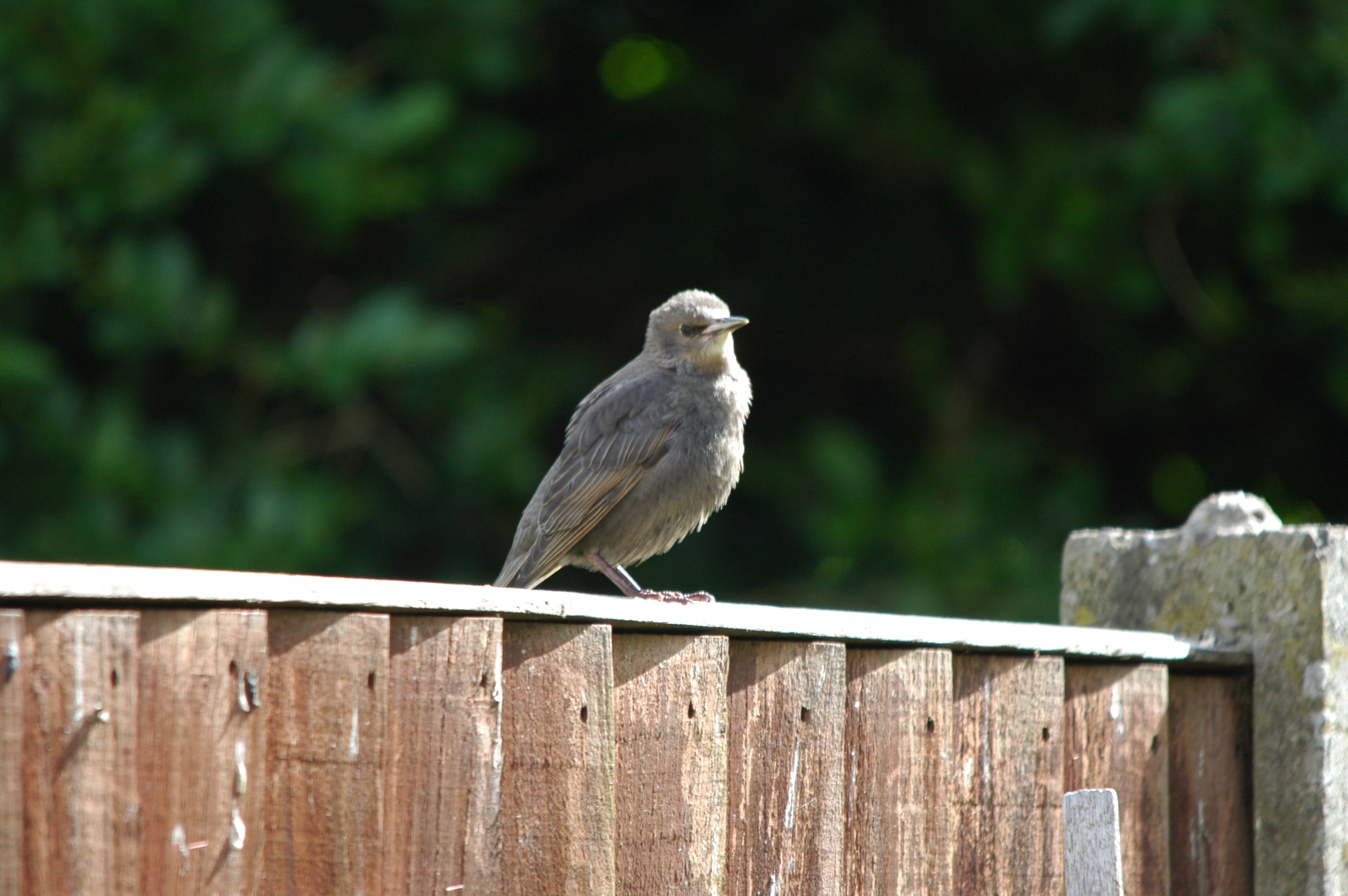 photos/wildlife/Bird_Species/186-Starling-Mynas/8533-Common_Starling/DSC_5867.JPG