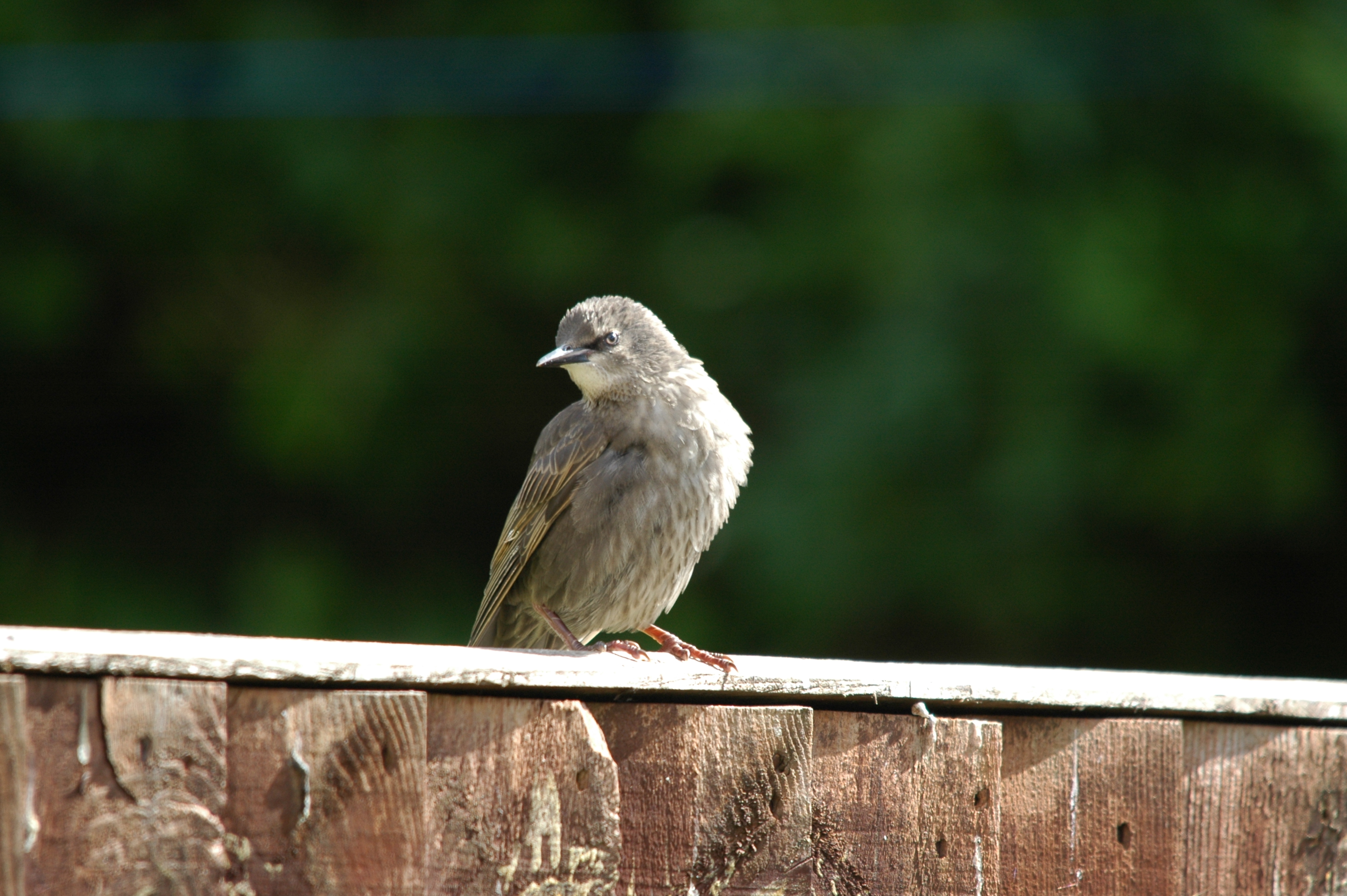 photos/wildlife/Bird_Species/186-Starling-Mynas/8533-Common_Starling/DSC_5869.JPG