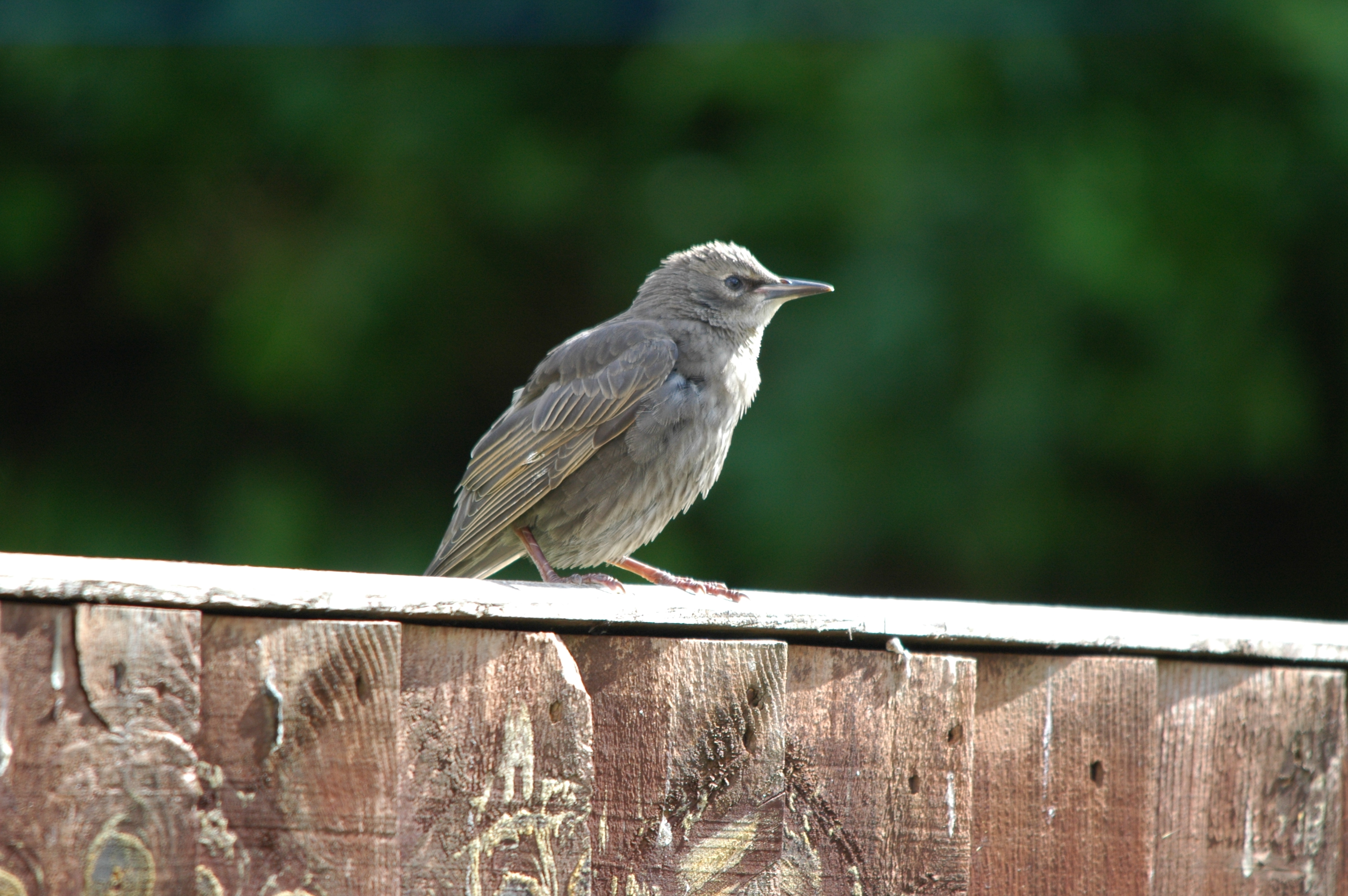 photos/wildlife/Bird_Species/186-Starling-Mynas/8533-Common_Starling/DSC_5871.JPG