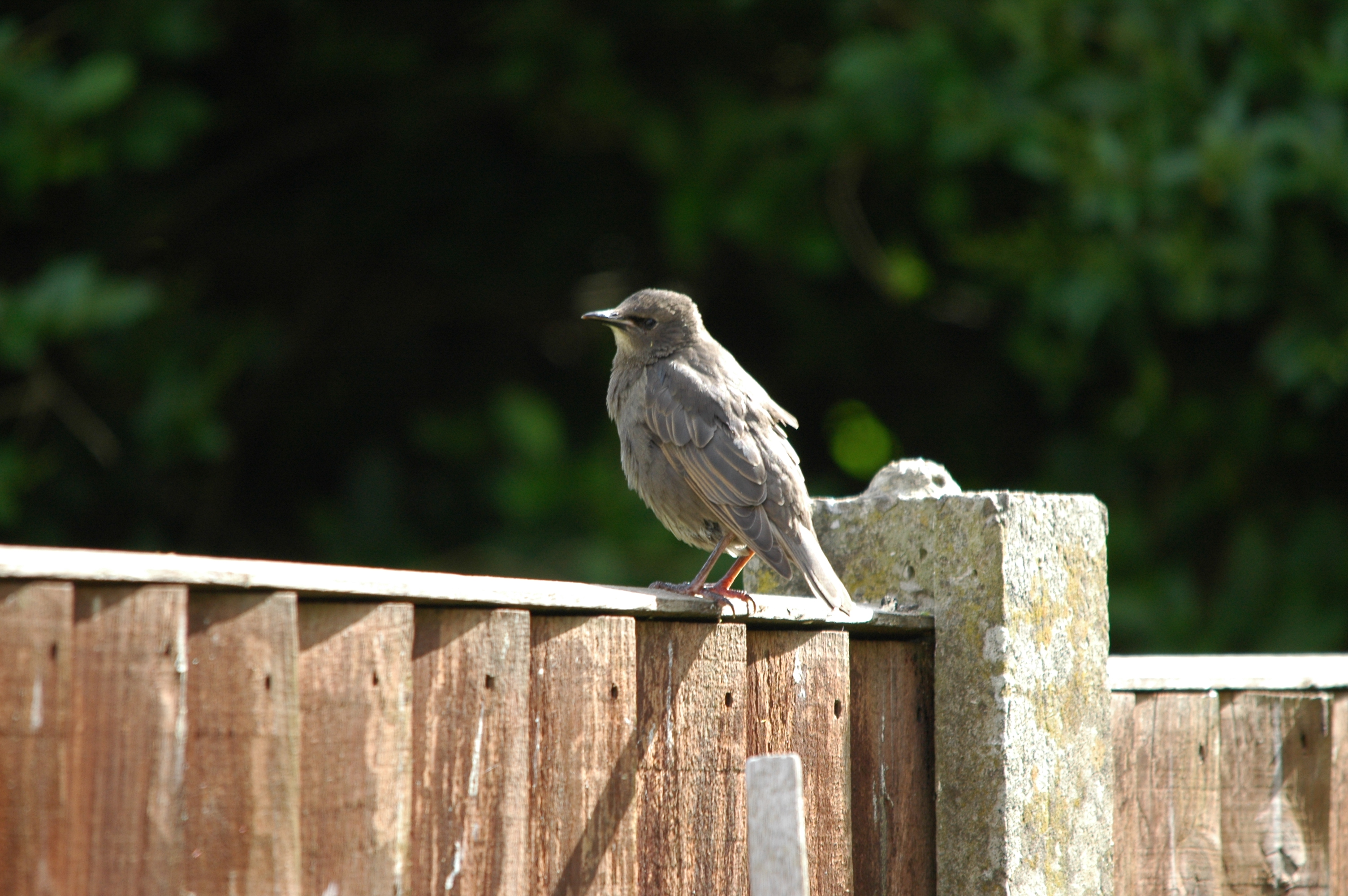 photos/wildlife/Bird_Species/186-Starling-Mynas/8533-Common_Starling/DSC_5872.JPG