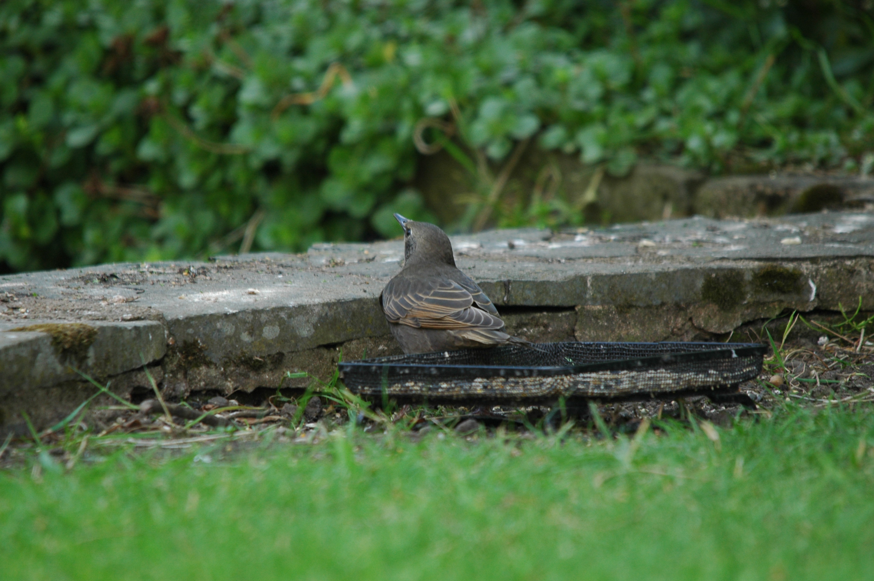 photos/wildlife/Bird_Species/186-Starling-Mynas/8533-Common_Starling/DSC_5878.JPG