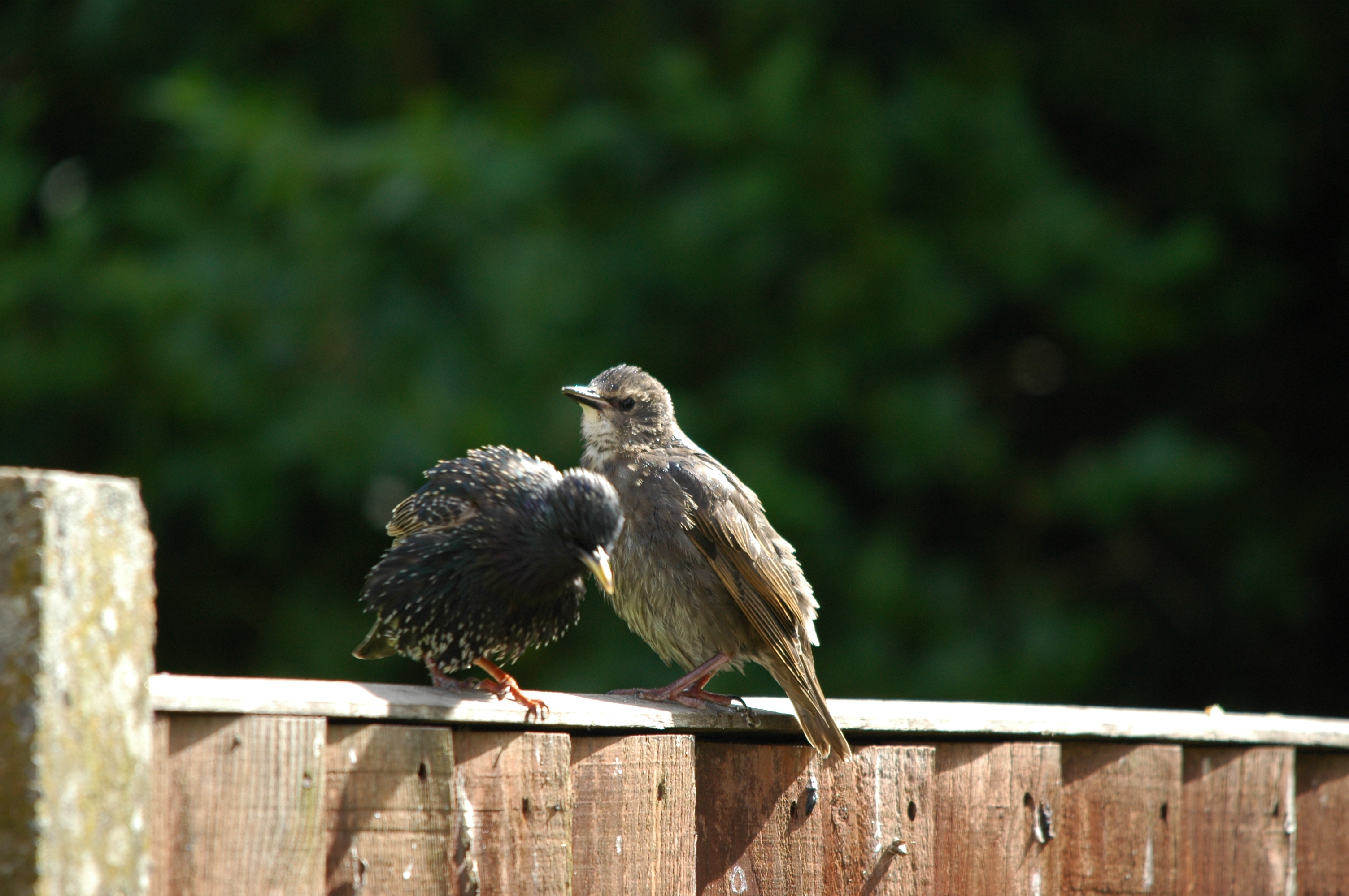 photos/wildlife/Bird_Species/186-Starling-Mynas/8533-Common_Starling/DSC_5893.JPG
