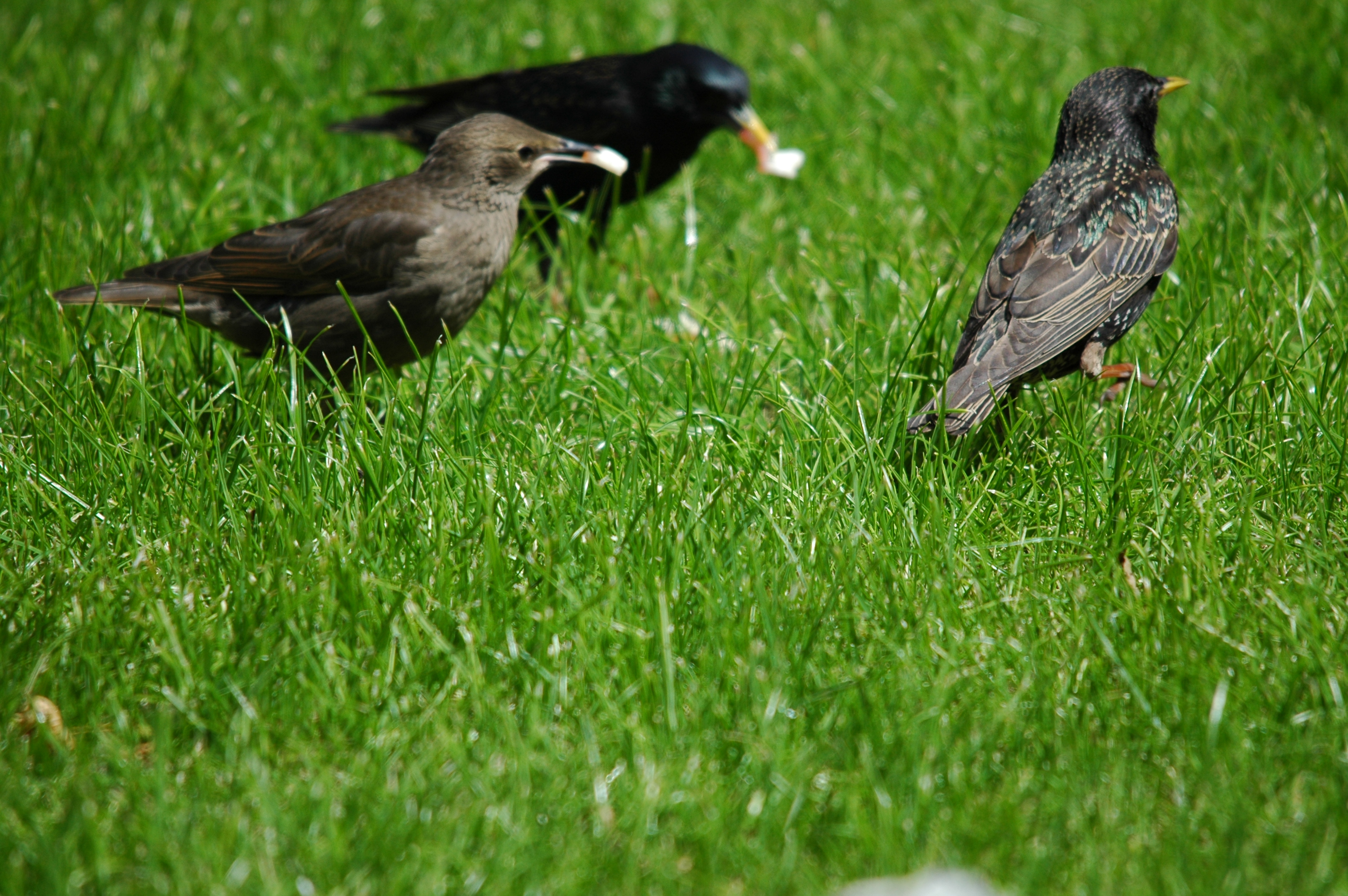 photos/wildlife/Bird_Species/186-Starling-Mynas/8533-Common_Starling/DSC_5899.JPG