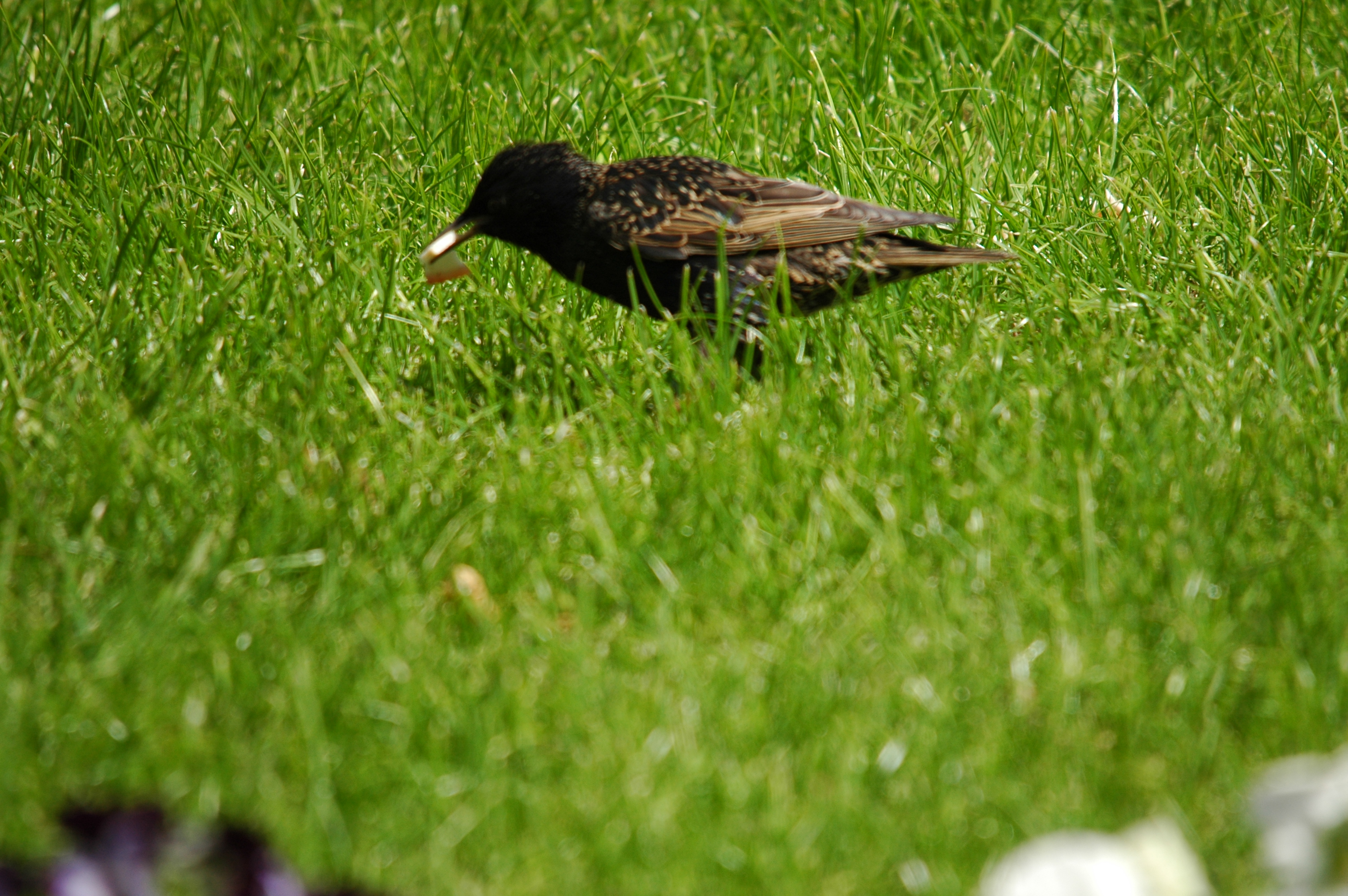 photos/wildlife/Bird_Species/186-Starling-Mynas/8533-Common_Starling/DSC_5900.JPG