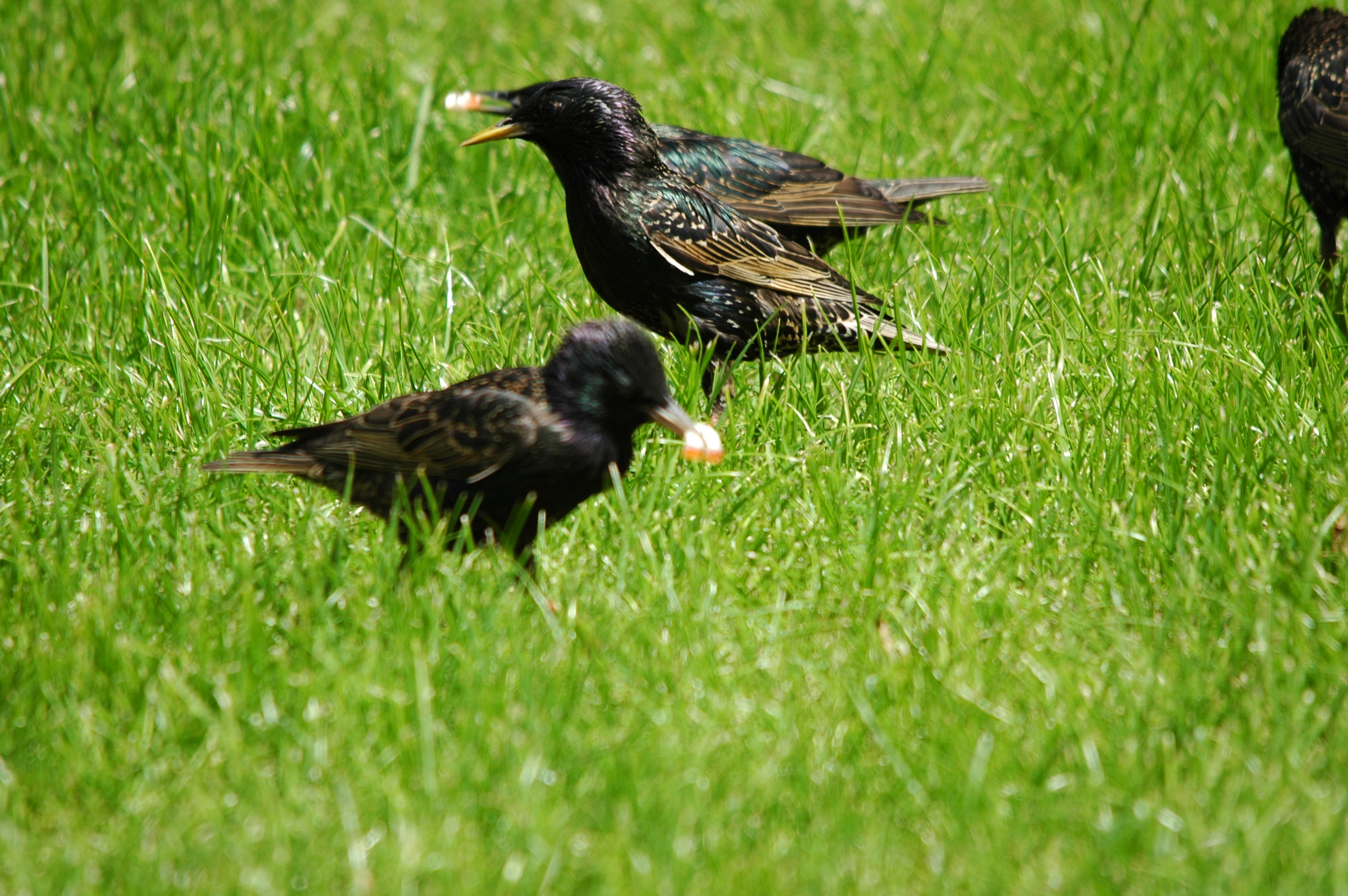 photos/wildlife/Bird_Species/186-Starling-Mynas/8533-Common_Starling/DSC_5901.JPG