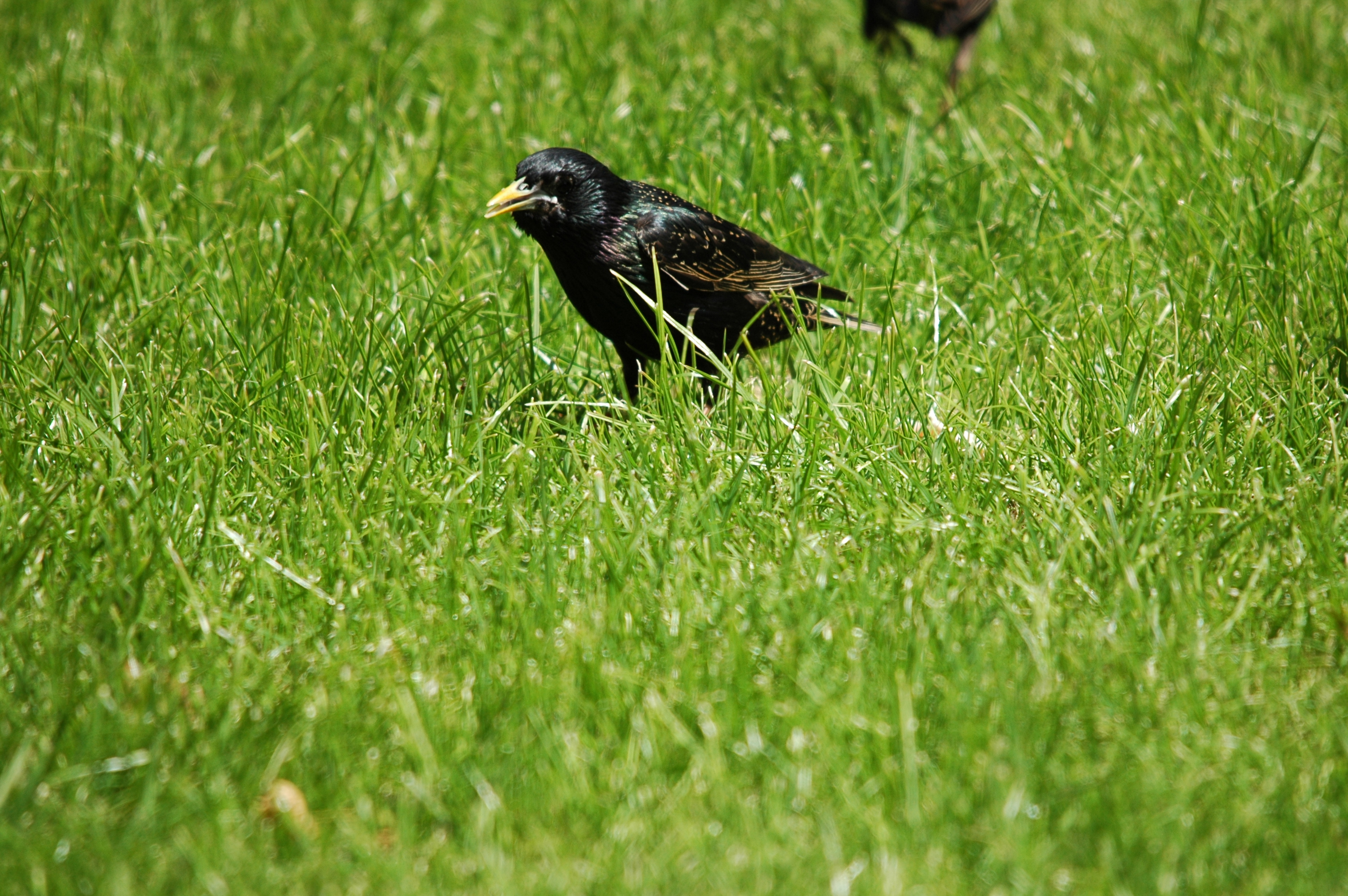 photos/wildlife/Bird_Species/186-Starling-Mynas/8533-Common_Starling/DSC_5904.JPG