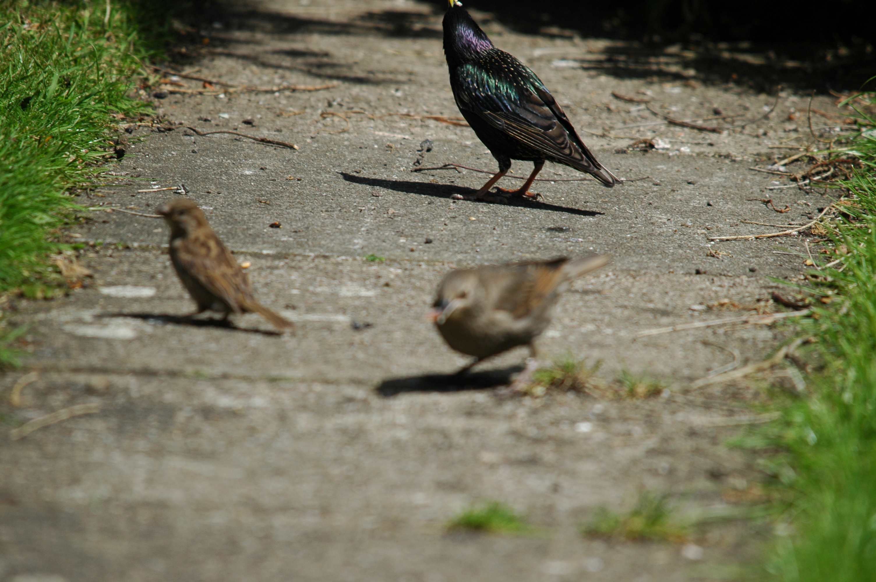 photos/wildlife/Bird_Species/186-Starling-Mynas/8533-Common_Starling/DSC_5905.JPG