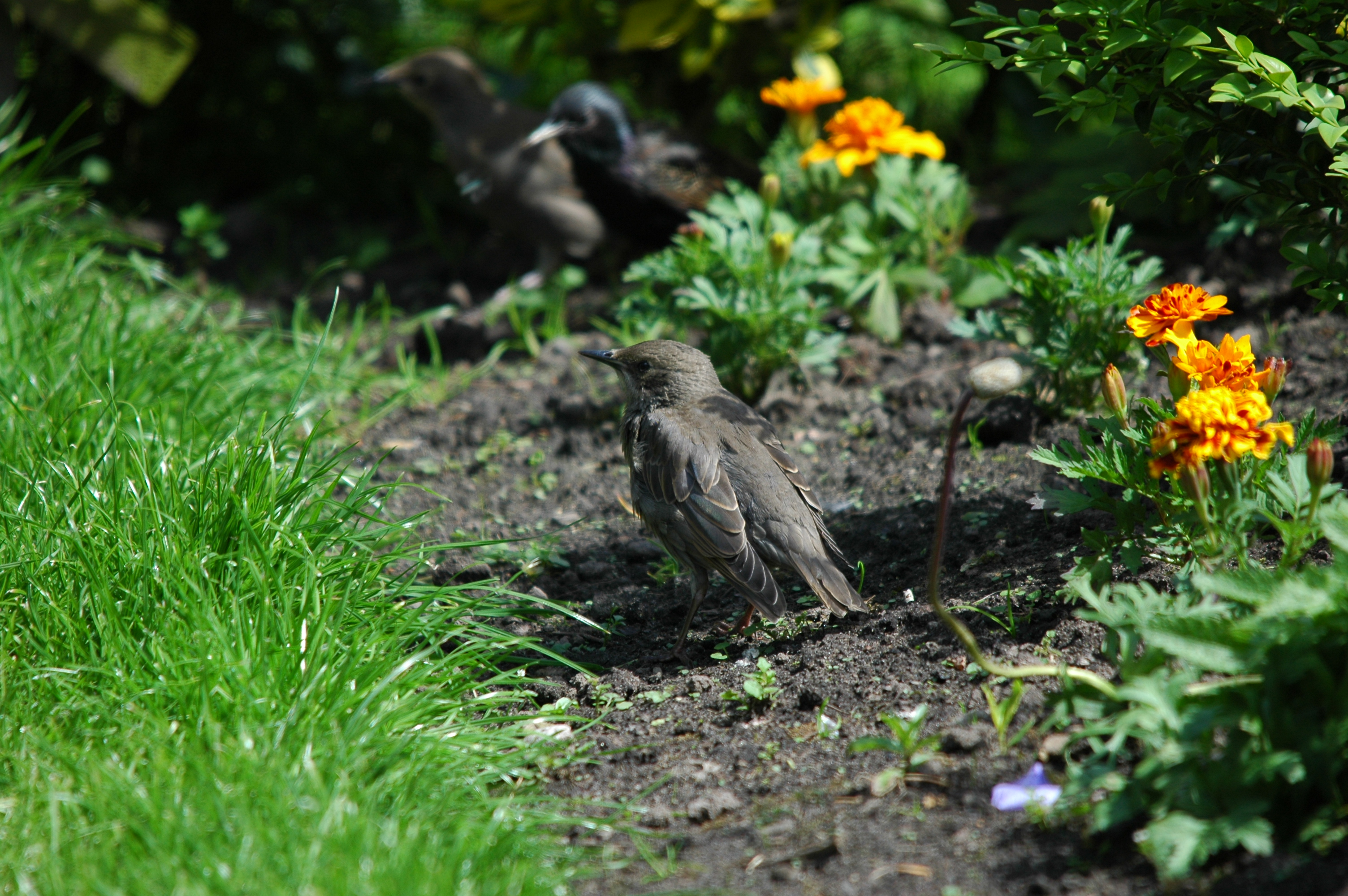 photos/wildlife/Bird_Species/186-Starling-Mynas/8533-Common_Starling/DSC_5917.JPG