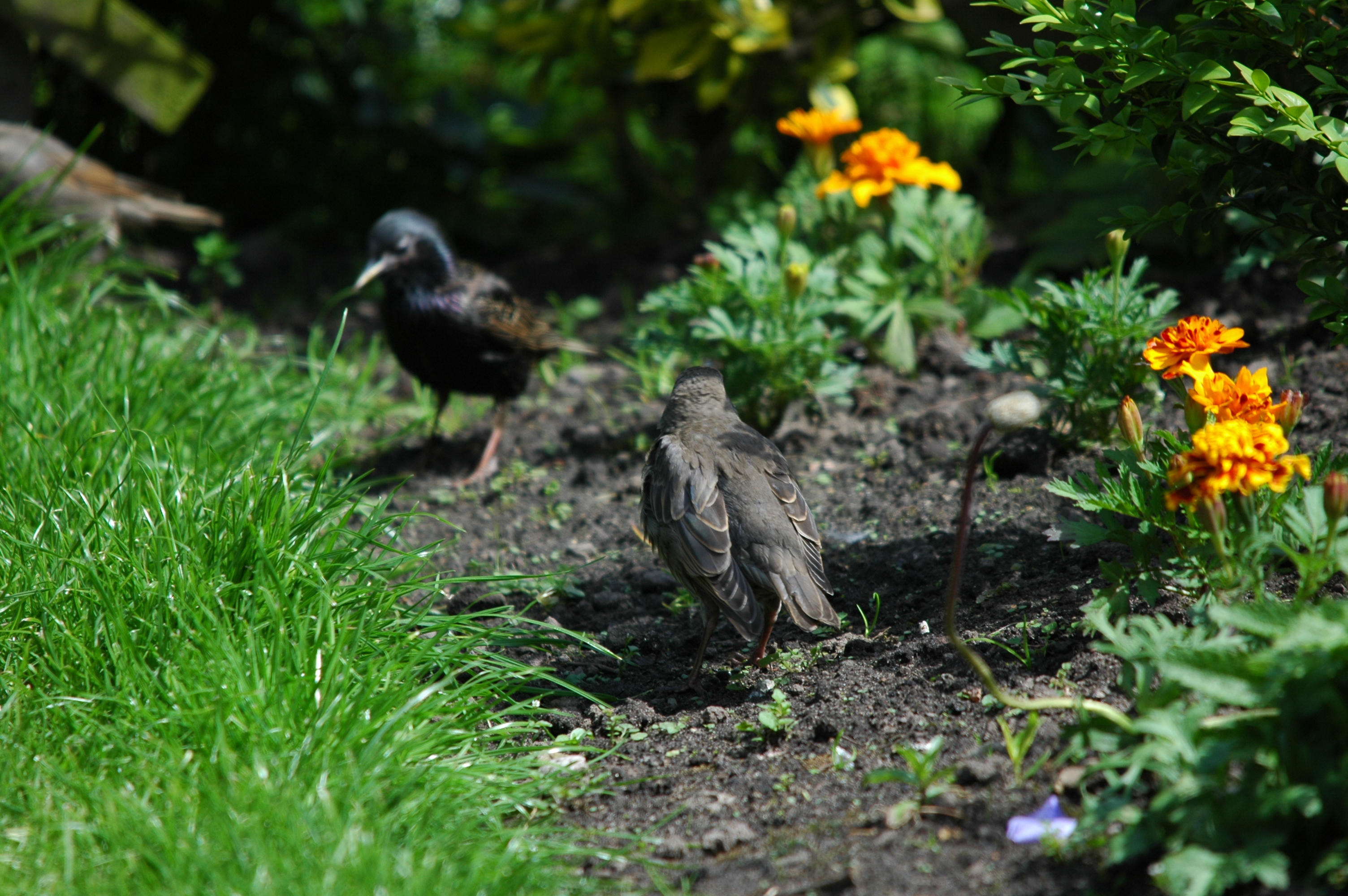 photos/wildlife/Bird_Species/186-Starling-Mynas/8533-Common_Starling/DSC_5918.JPG