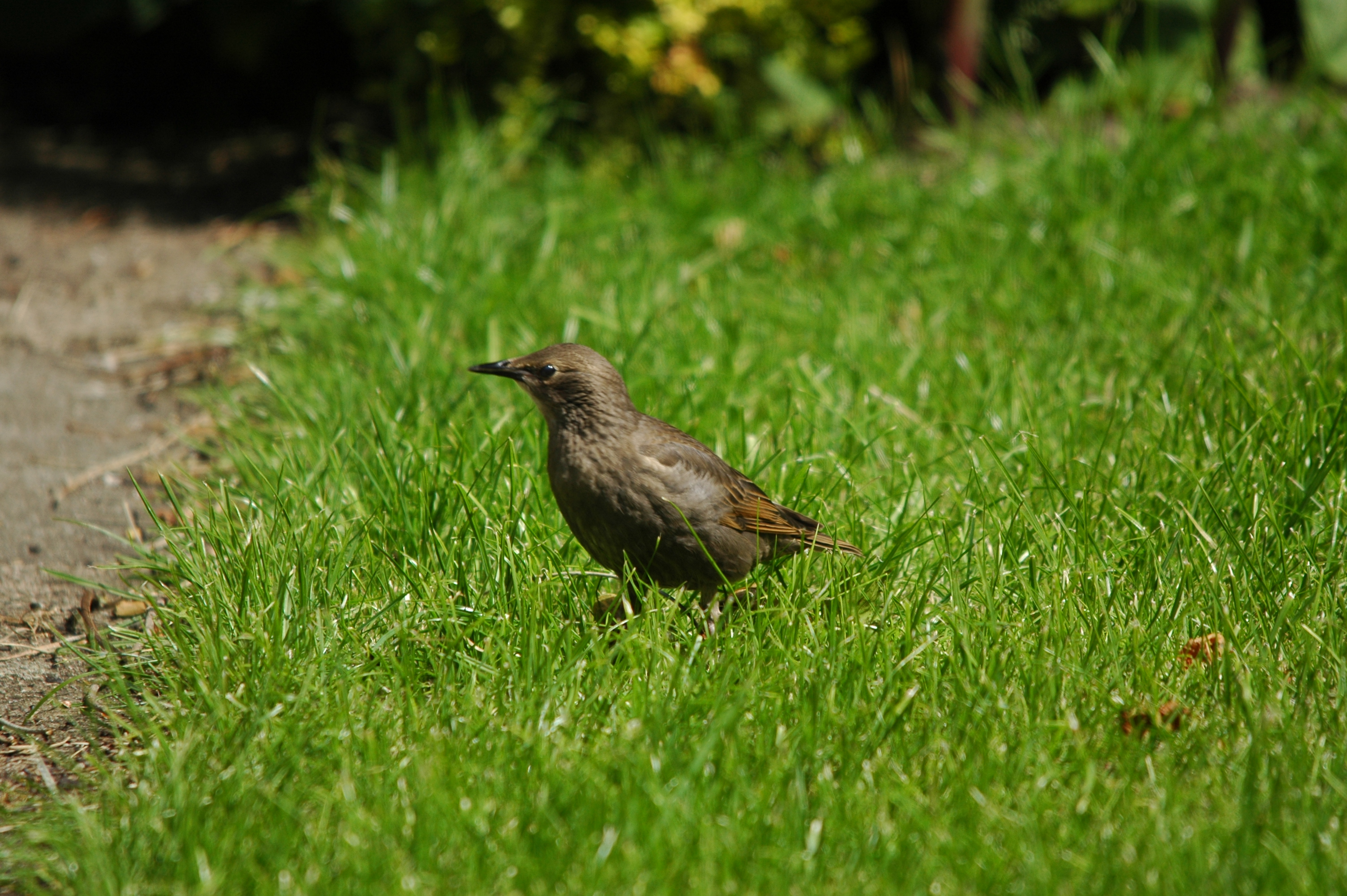 photos/wildlife/Bird_Species/186-Starling-Mynas/8533-Common_Starling/DSC_5922.JPG