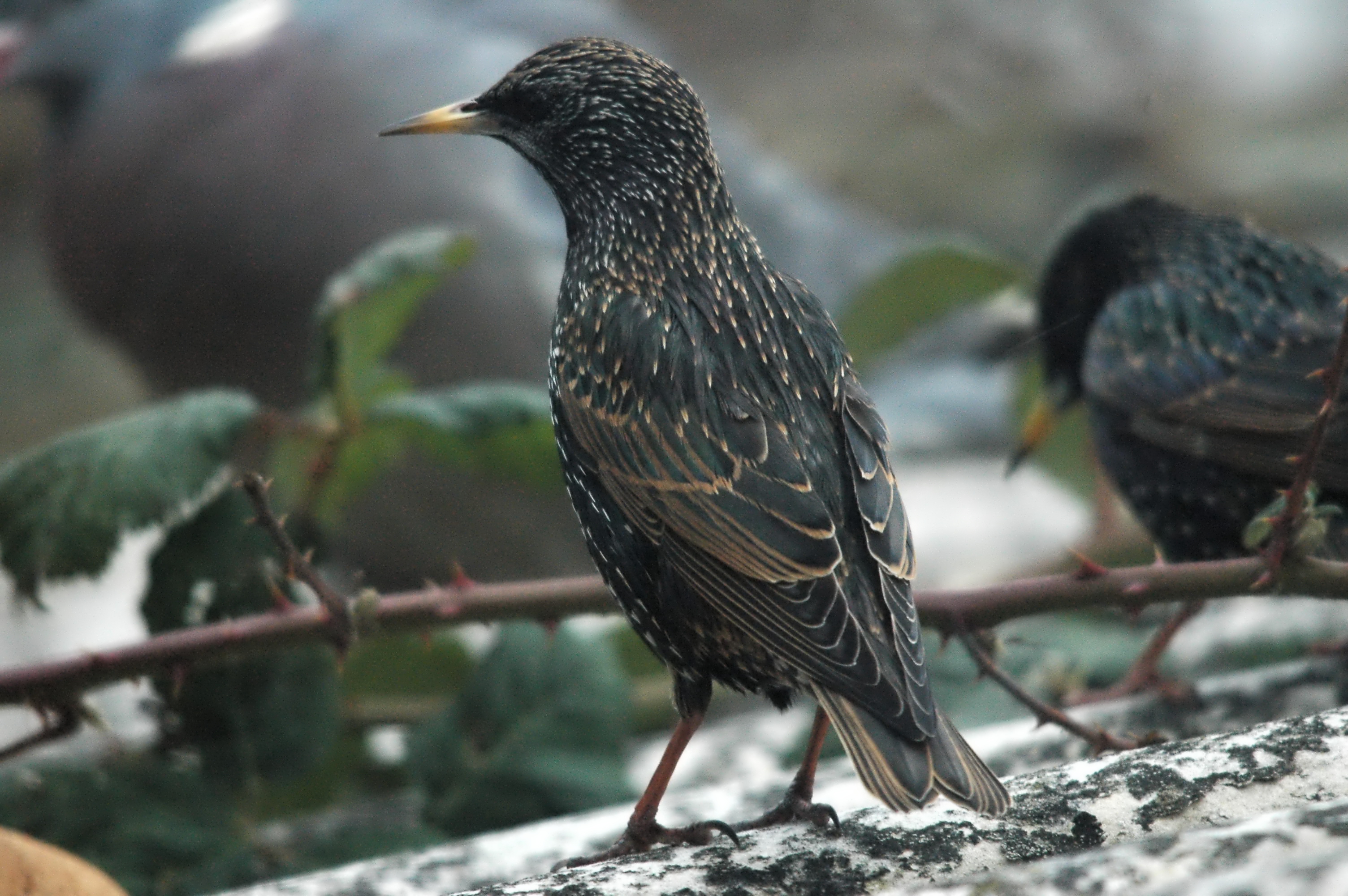 photos/wildlife/Bird_Species/186-Starling-Mynas/8533-Common_Starling/dsc_1655.jpg