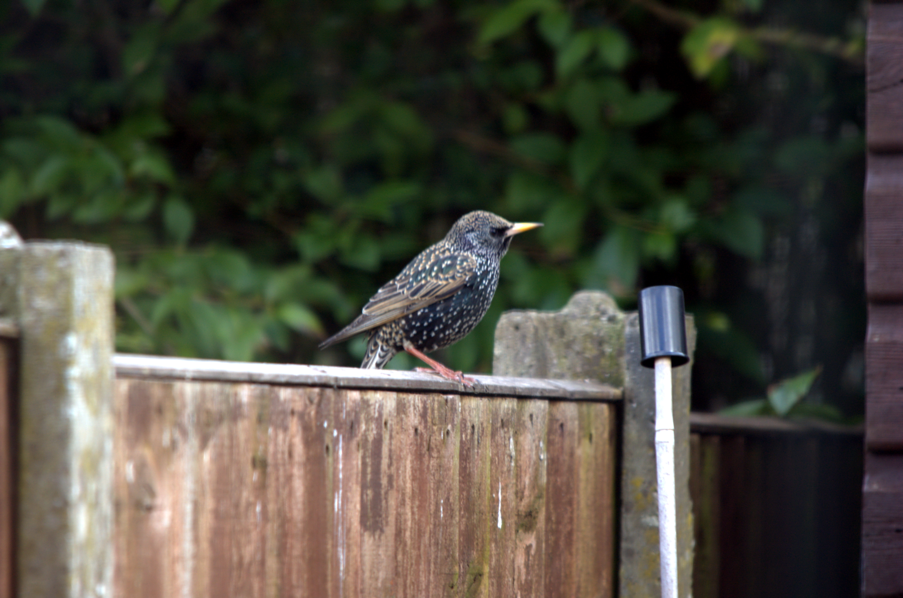 photos/wildlife/Bird_Species/186-Starling-Mynas/8533-Common_Starling/dsc_2026.jpeg