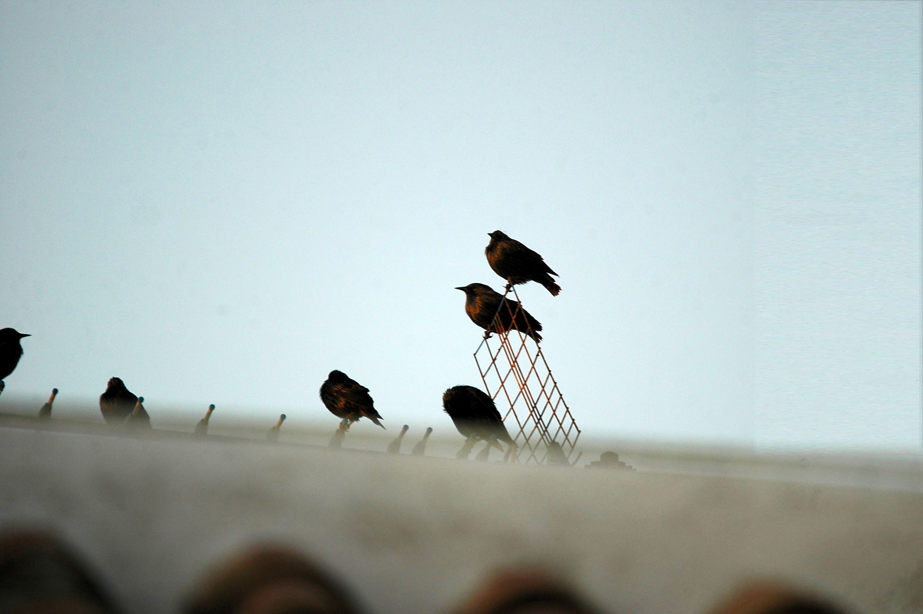 photos/wildlife/Bird_Species/186-Starling-Mynas/8534-Spotless_Starling/20090921-Spain-01.jpg