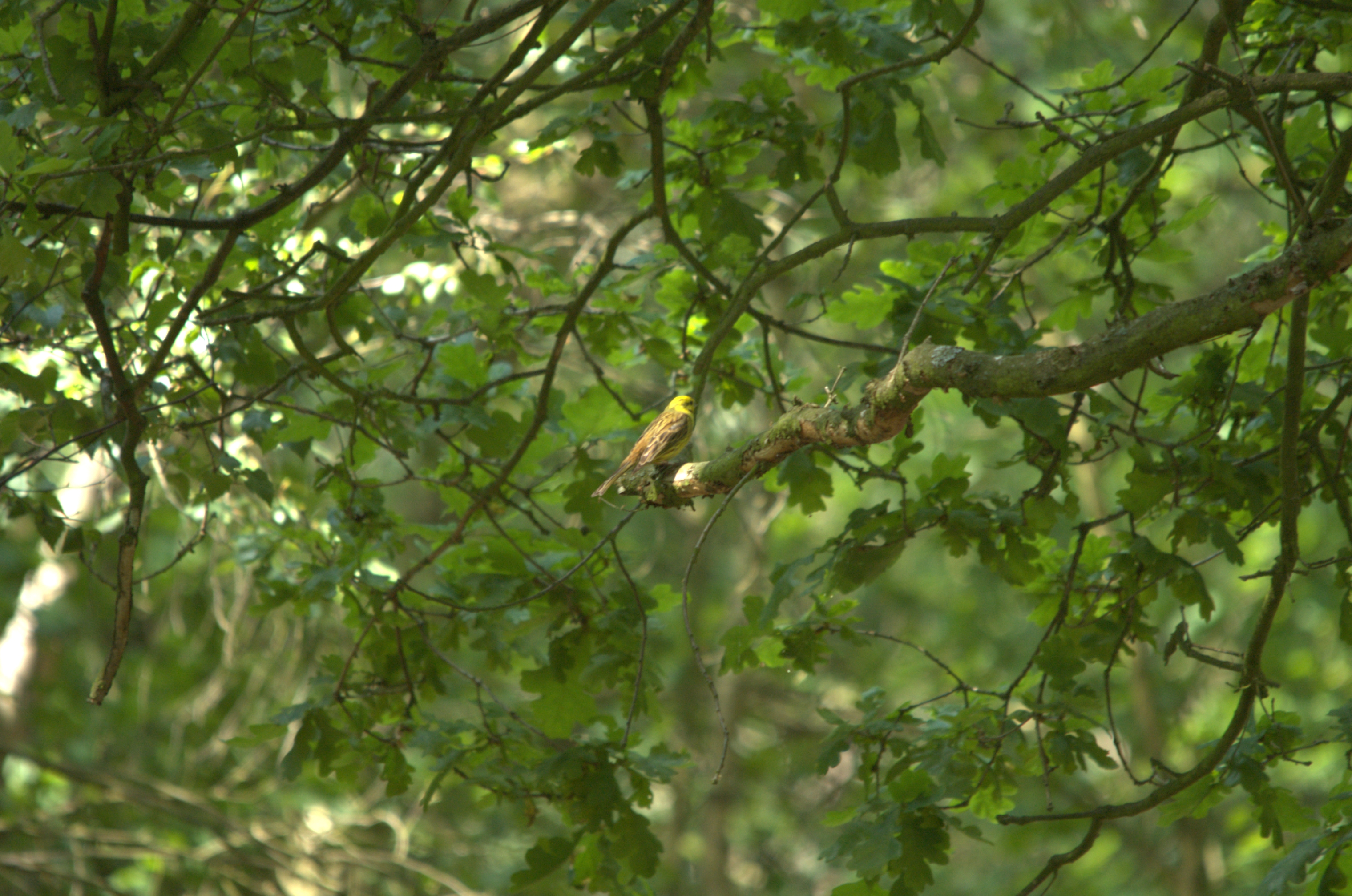 photos/wildlife/Bird_Species/187-Buntings/8569-Yellowhammer/DSC_2291.jpeg