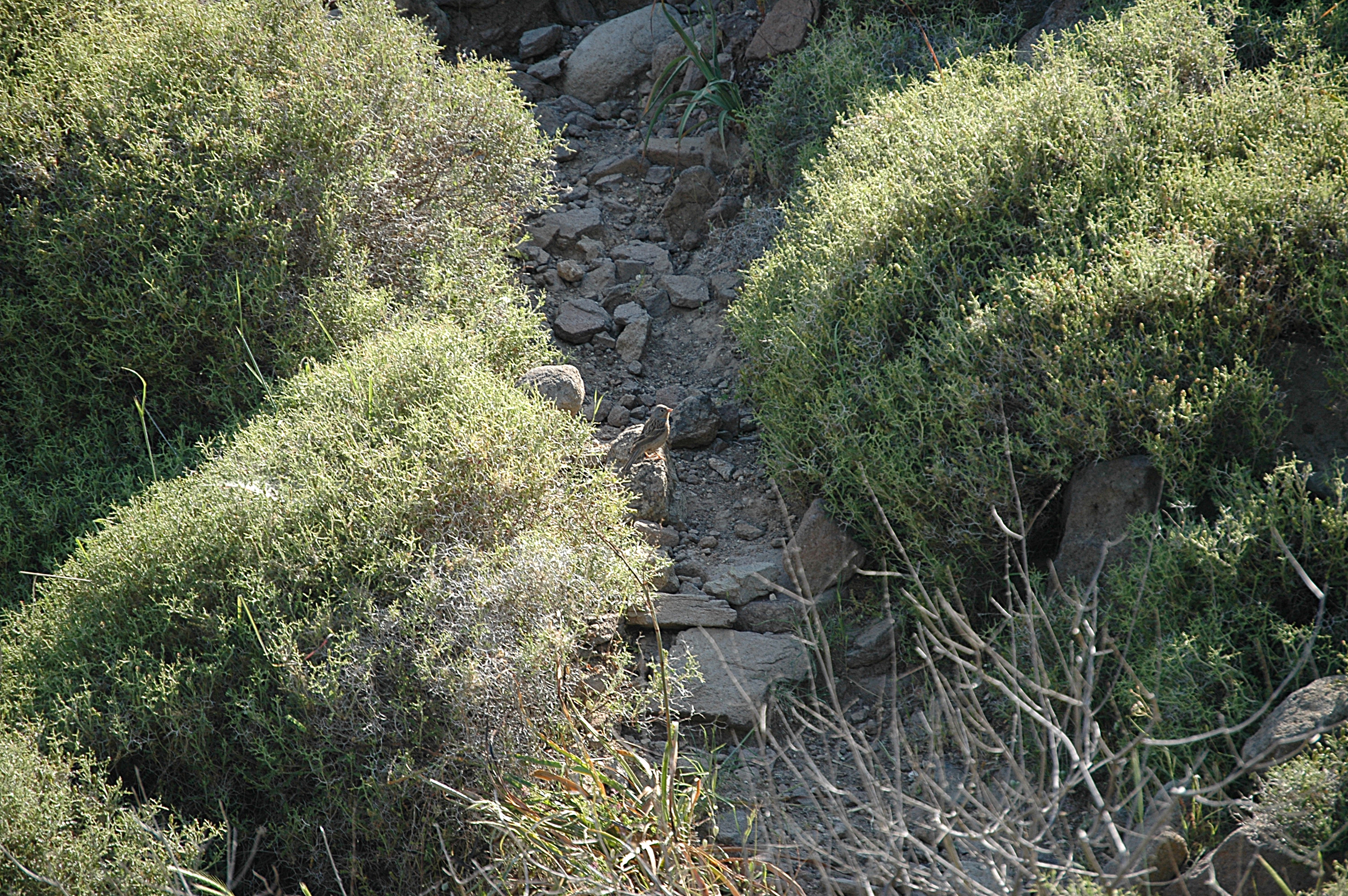 photos/wildlife/Bird_Species/187-Buntings/8579-Cretzschmars_Bunting/20060425-Lesvos-01.jpg