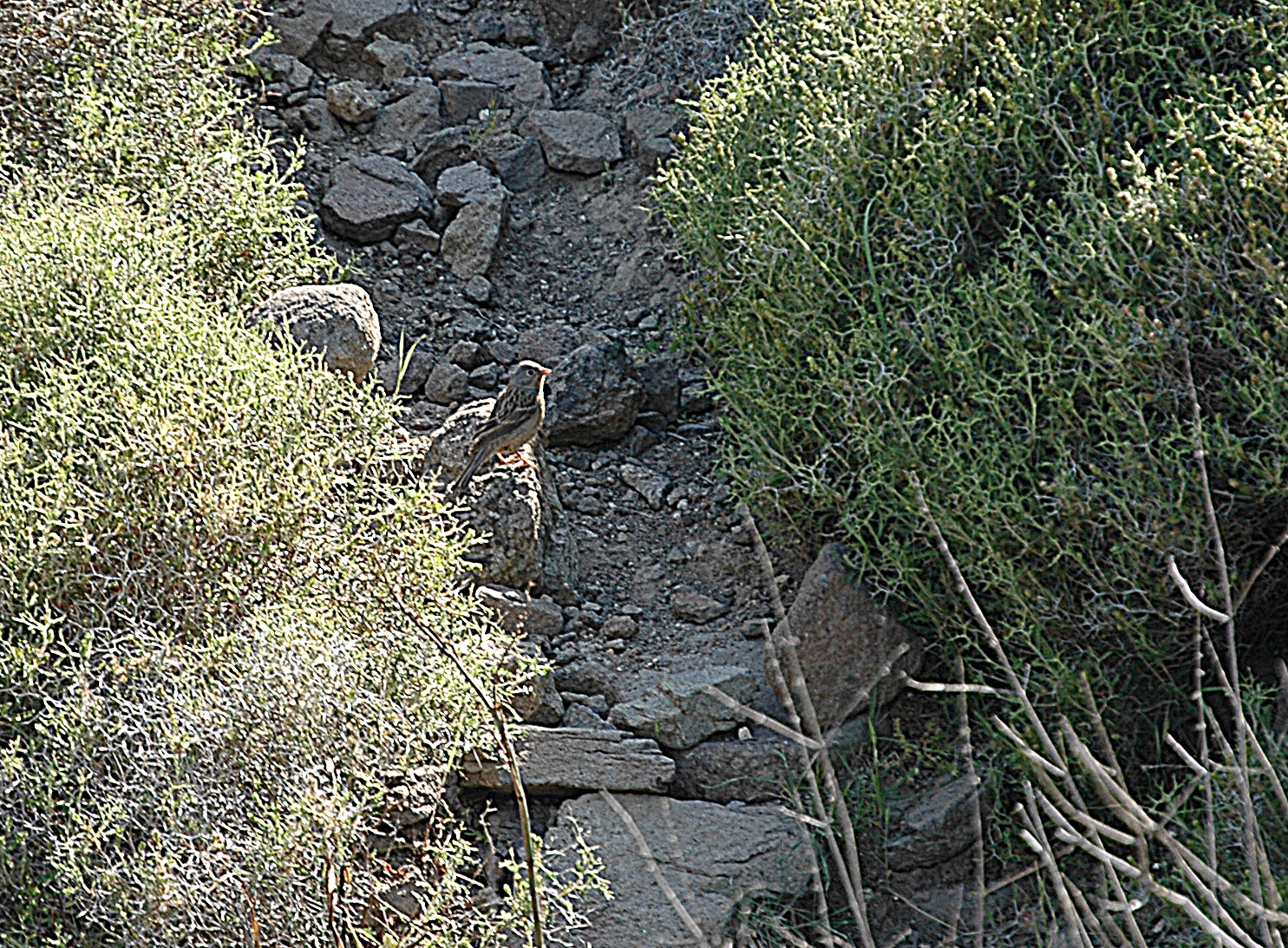 photos/wildlife/Bird_Species/187-Buntings/8579-Cretzschmars_Bunting/20060425-Lesvos-01_sm.JPG