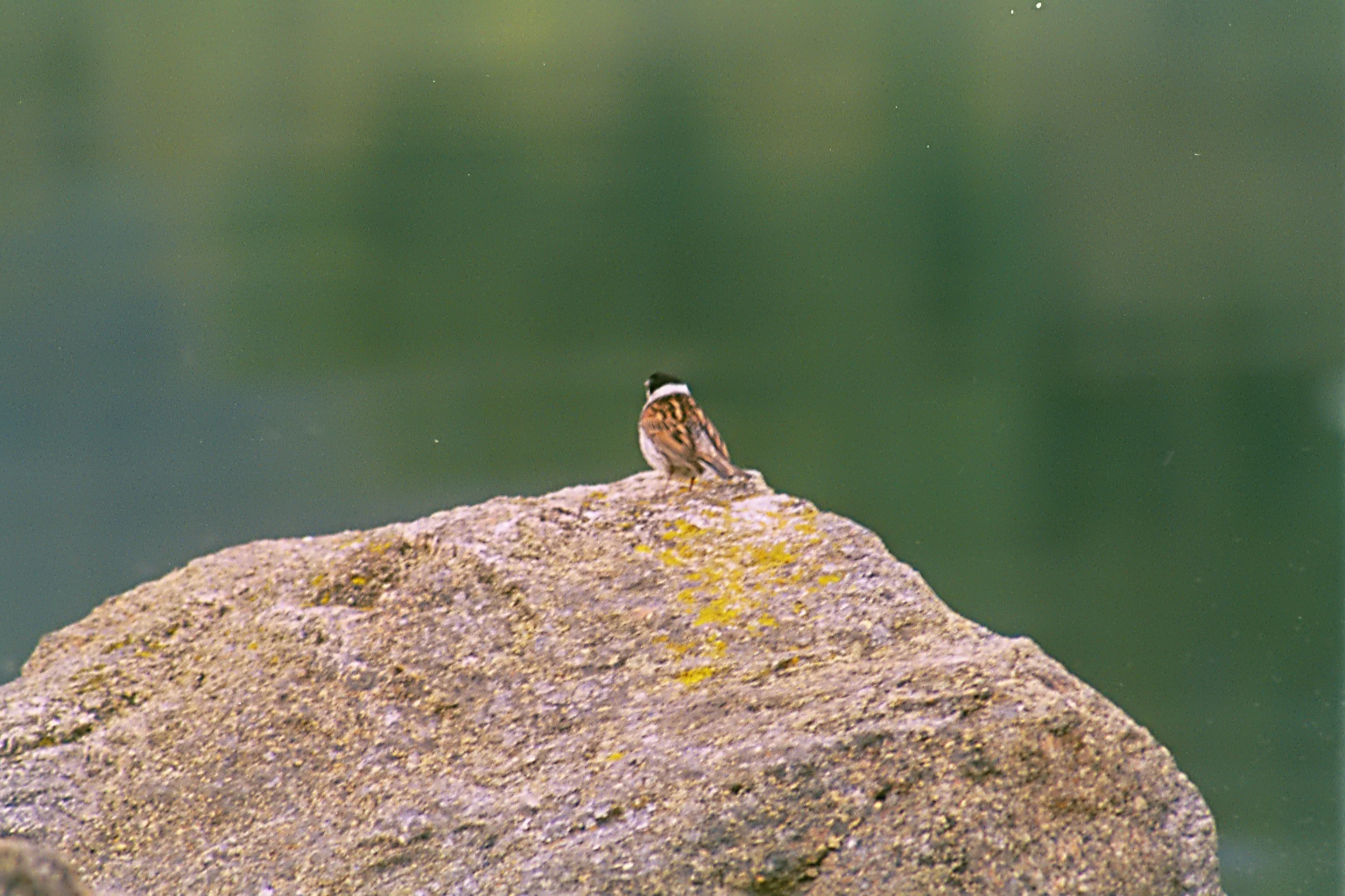 photos/wildlife/Bird_Species/187-Buntings/8606-Reed_Bunting/20010731-Strathbeg-01.jpg