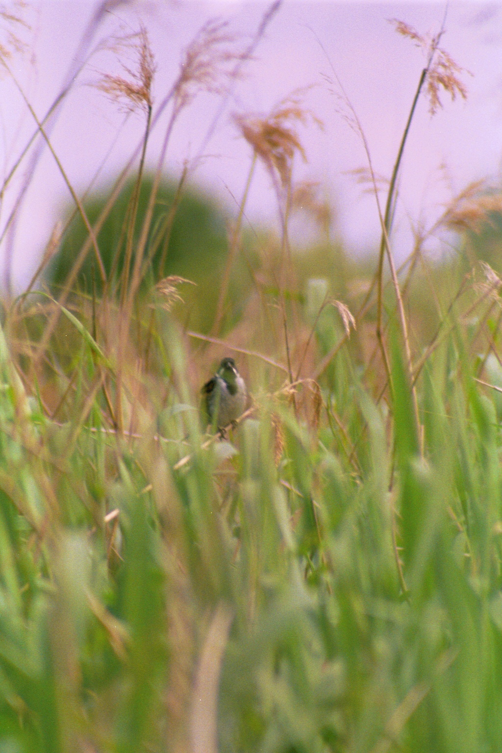photos/wildlife/Bird_Species/187-Buntings/8606-Reed_Bunting/20010731-Strathbeg-02.jpg
