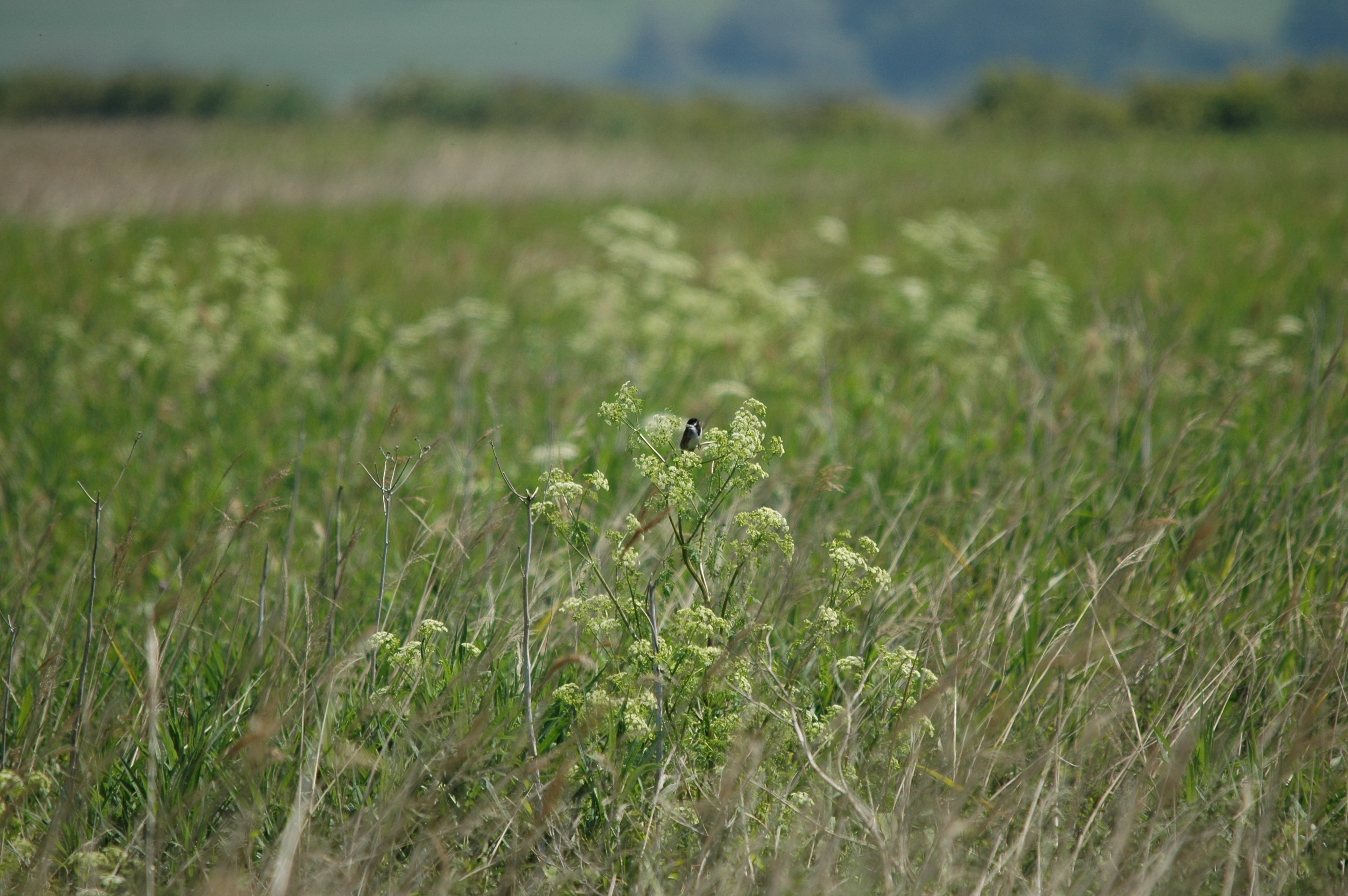 photos/wildlife/Bird_Species/187-Buntings/8606-Reed_Bunting/20090623-Blacktoft-01.jpg