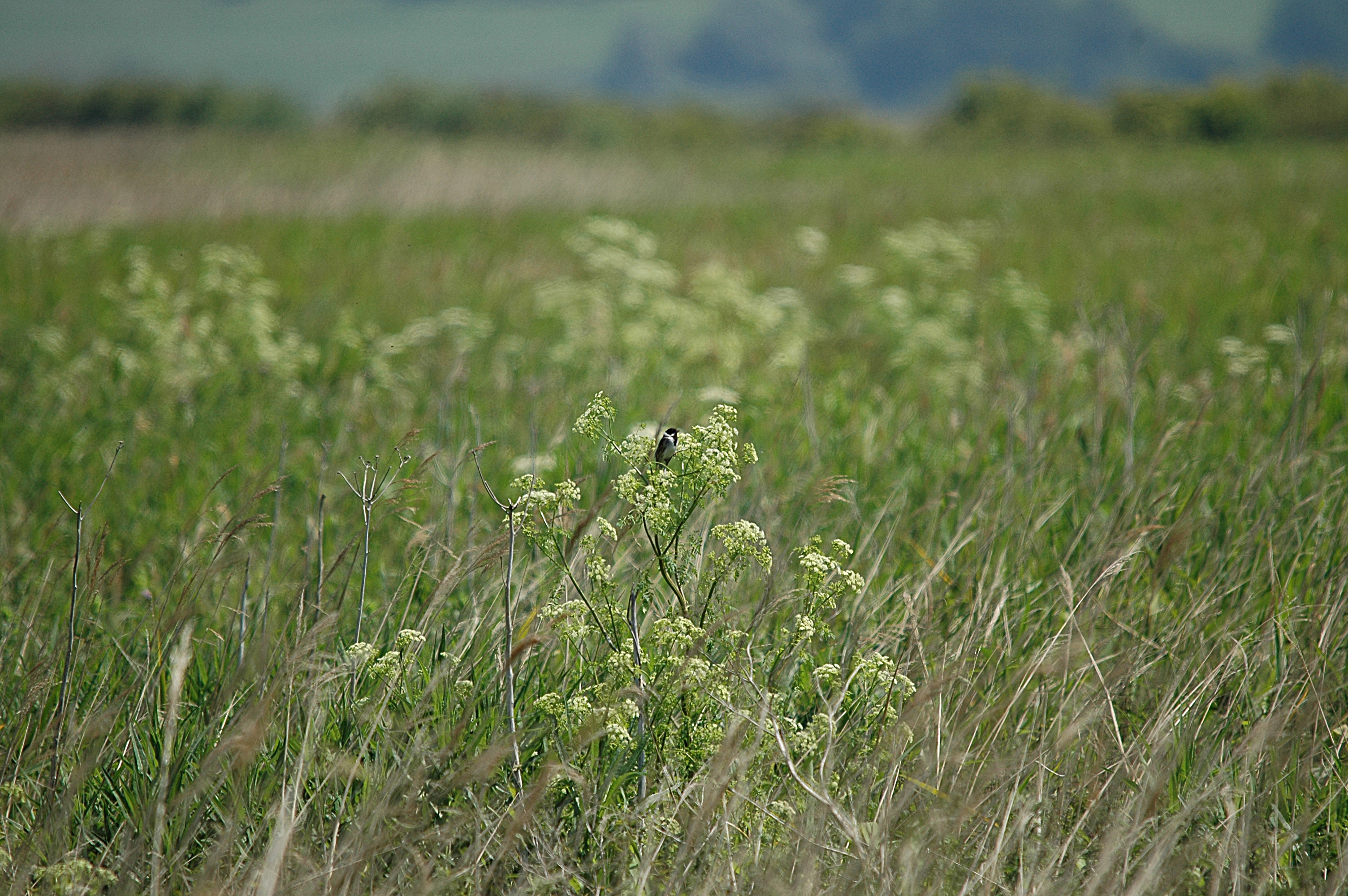photos/wildlife/Bird_Species/187-Buntings/8606-Reed_Bunting/20090623-Blacktoft-02.jpg