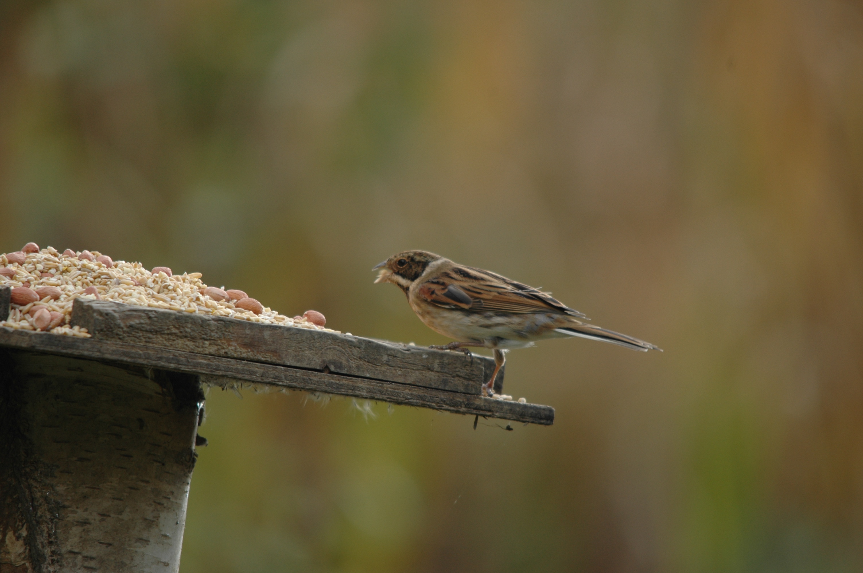 photos/wildlife/Bird_Species/187-Buntings/8606-Reed_Bunting/DSC_4085.JPG