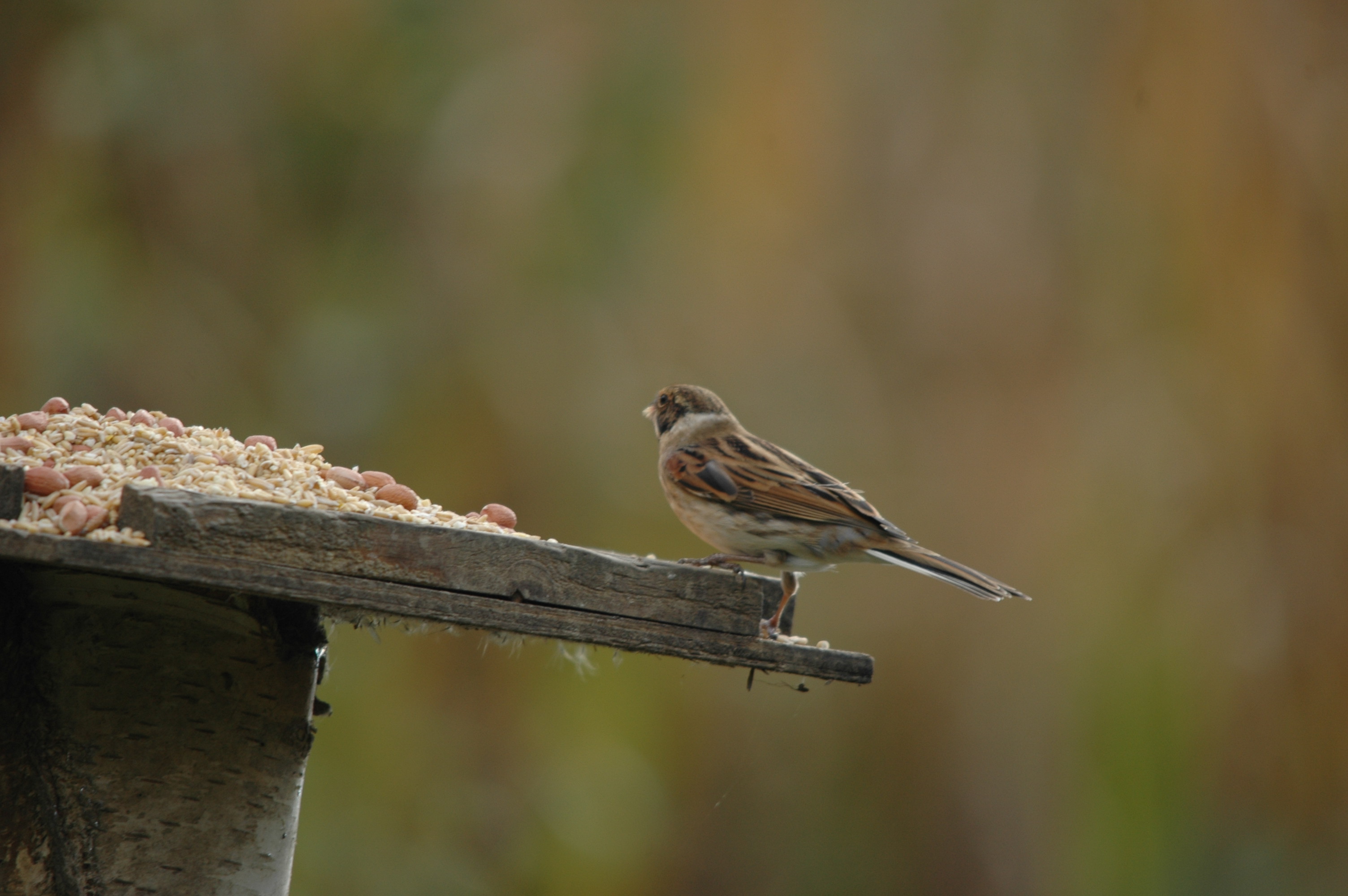 photos/wildlife/Bird_Species/187-Buntings/8606-Reed_Bunting/DSC_4086.JPG