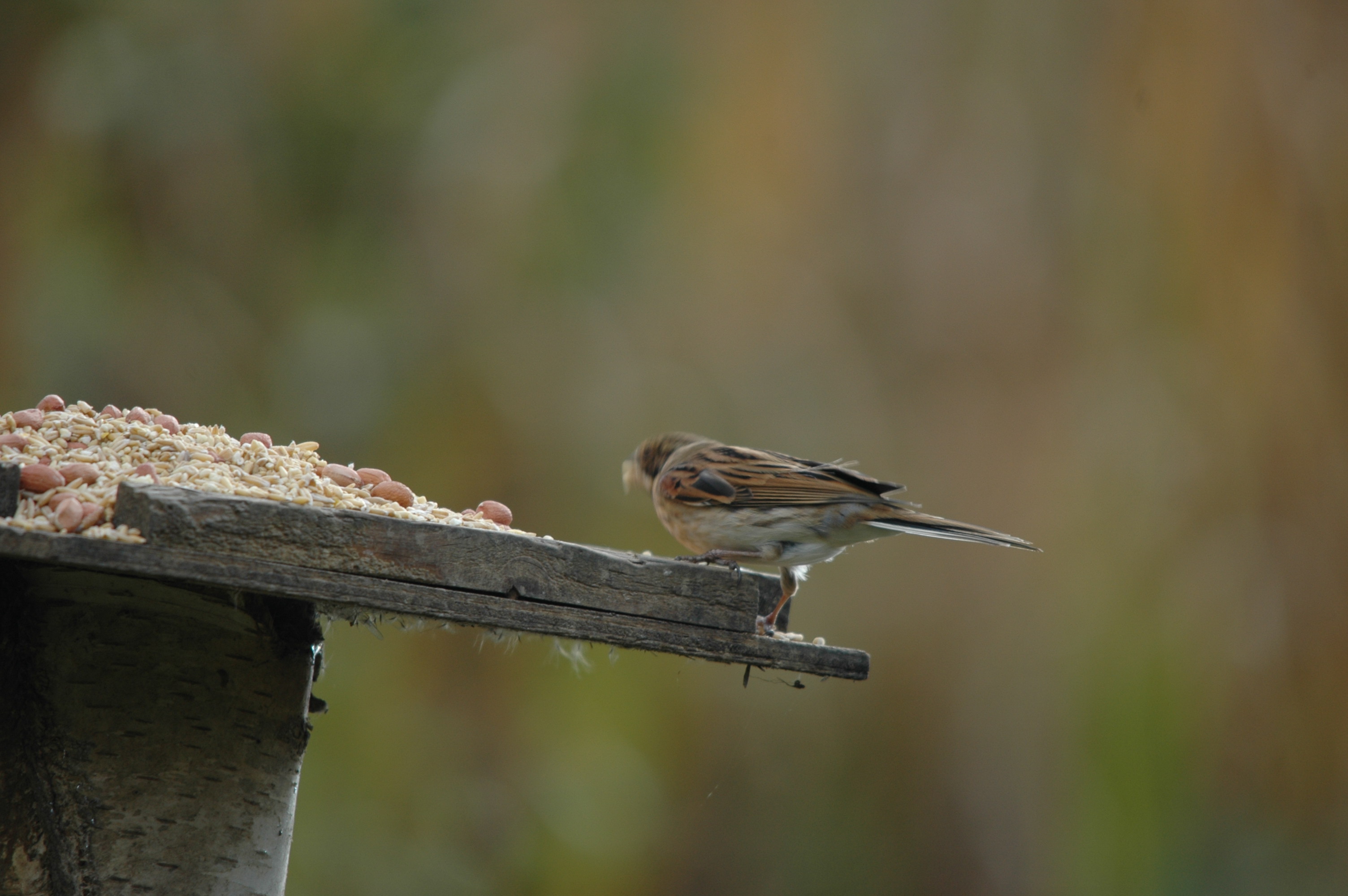 photos/wildlife/Bird_Species/187-Buntings/8606-Reed_Bunting/DSC_4087.JPG