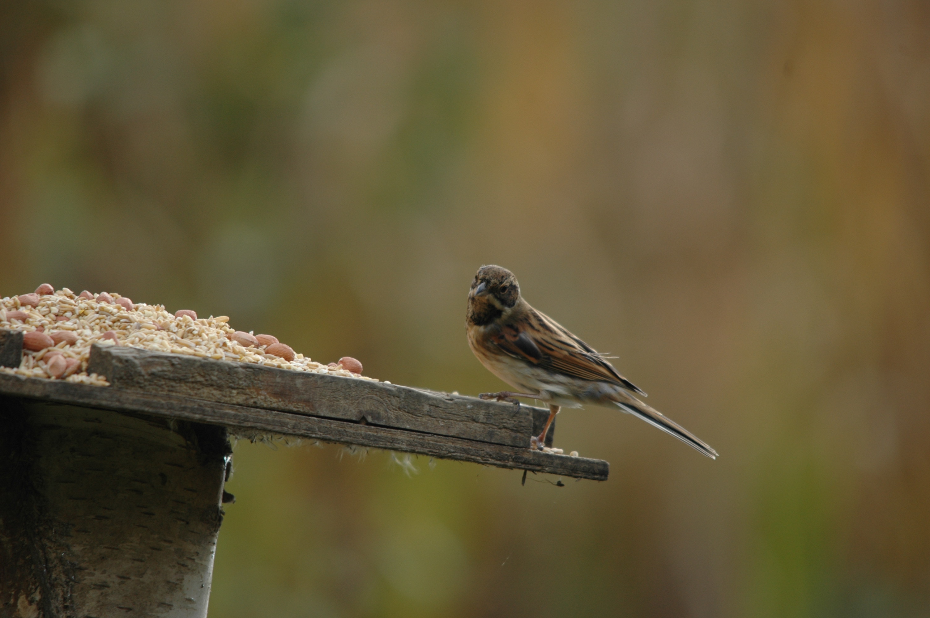 photos/wildlife/Bird_Species/187-Buntings/8606-Reed_Bunting/DSC_4088.JPG