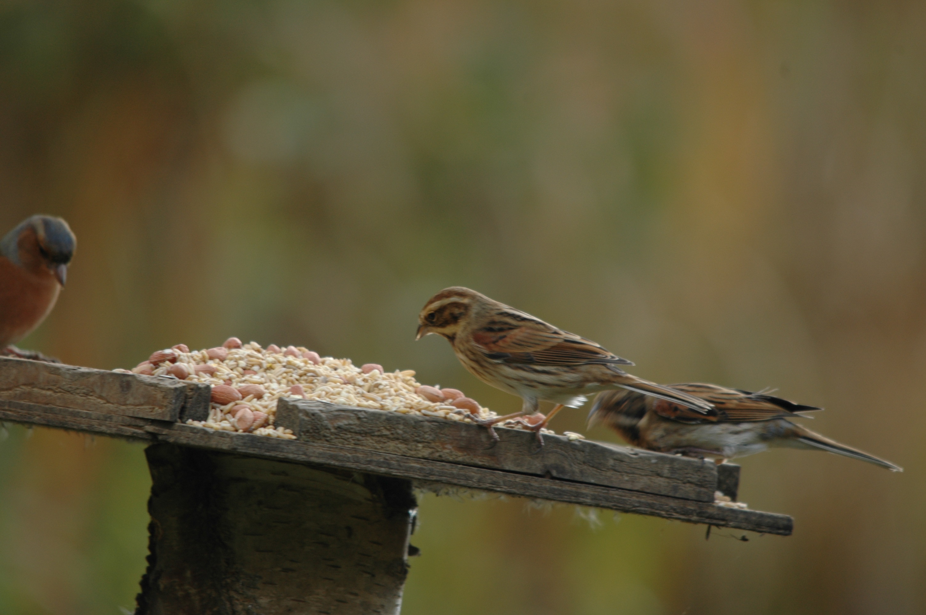 photos/wildlife/Bird_Species/187-Buntings/8606-Reed_Bunting/DSC_4089.JPG