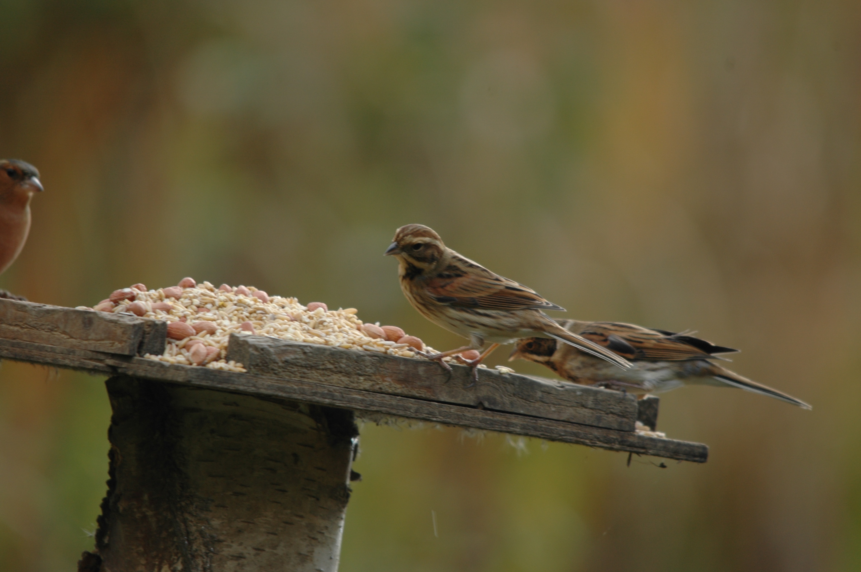 photos/wildlife/Bird_Species/187-Buntings/8606-Reed_Bunting/DSC_4090.JPG