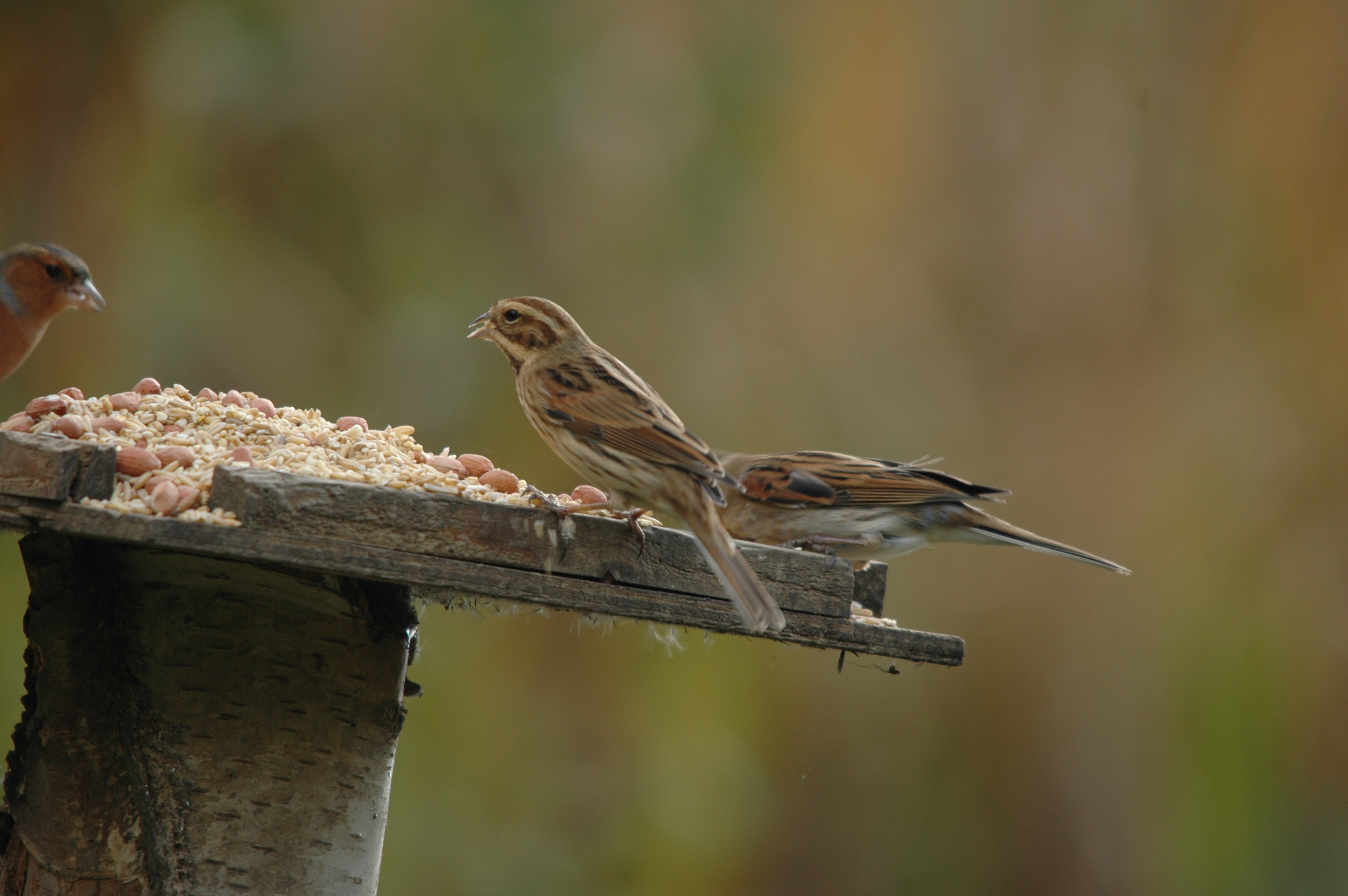 photos/wildlife/Bird_Species/187-Buntings/8606-Reed_Bunting/DSC_4092.JPG