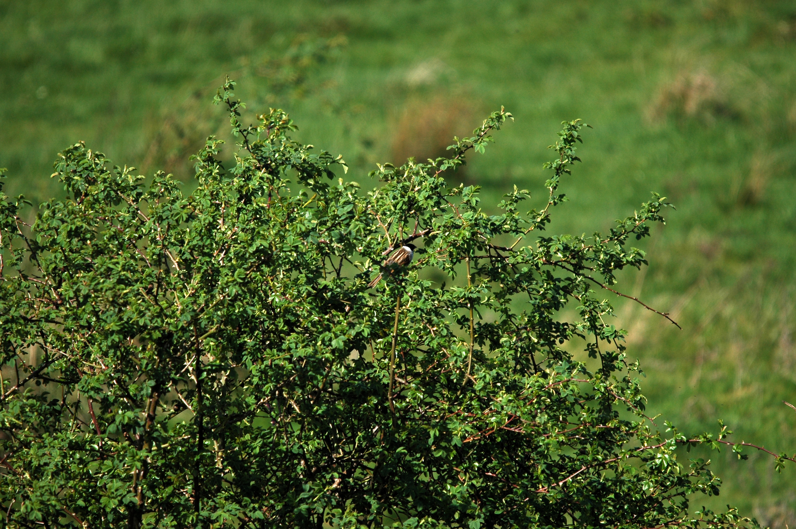 photos/wildlife/Bird_Species/187-Buntings/8606-Reed_Bunting/DSC_5485.JPG