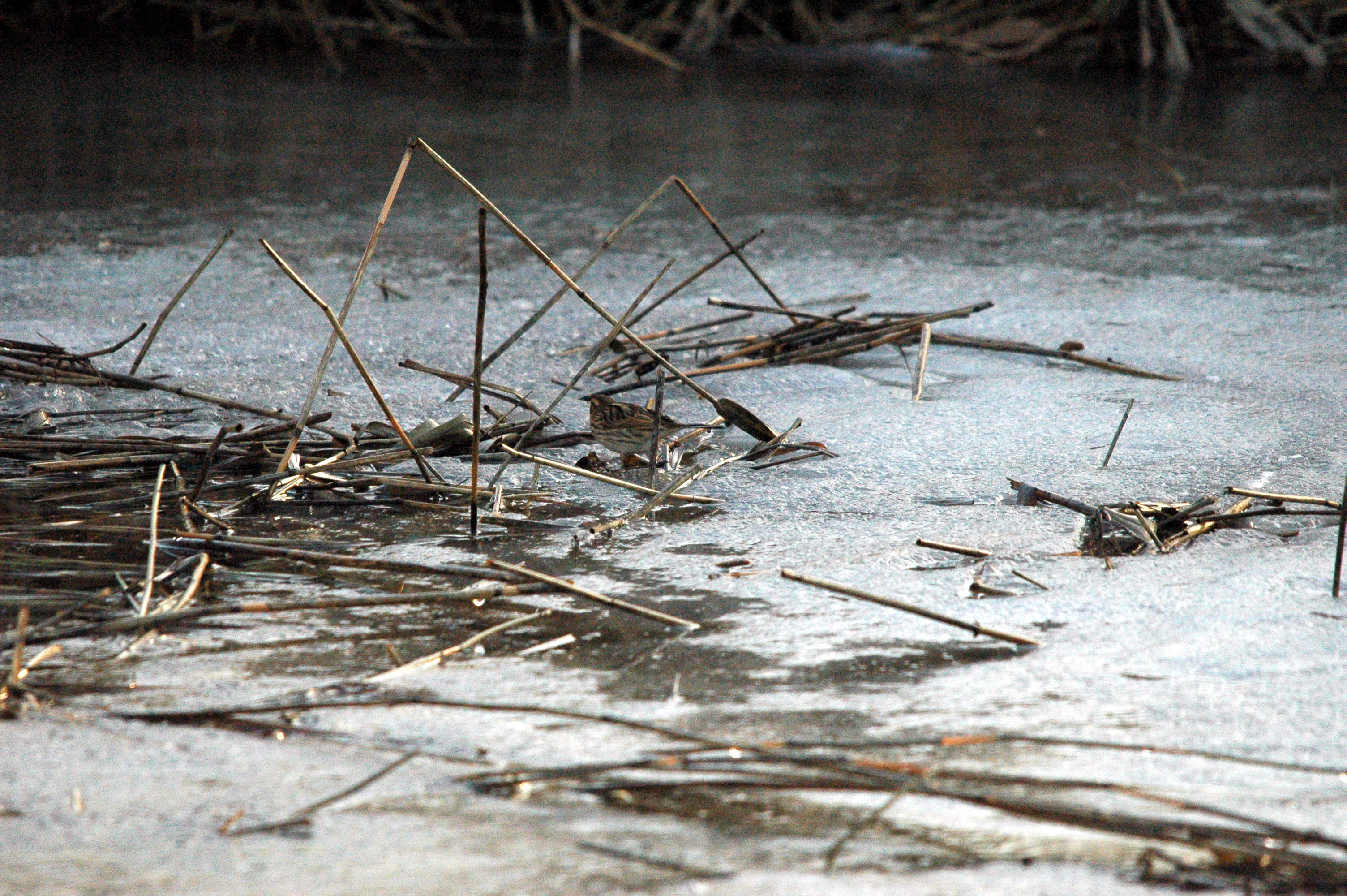 photos/wildlife/Bird_Species/187-Buntings/8606-Reed_Bunting/dsc_1559.jpg
